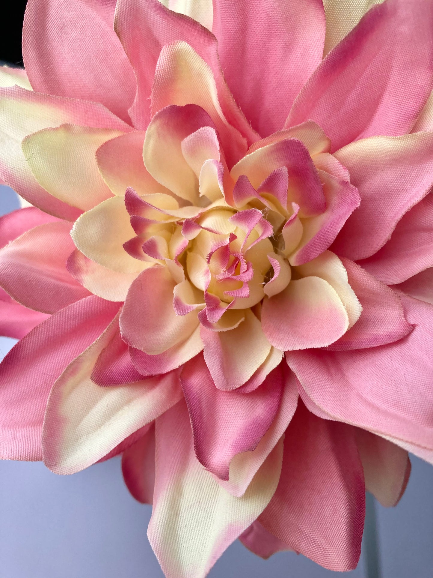 Large Dahlia Single Stem