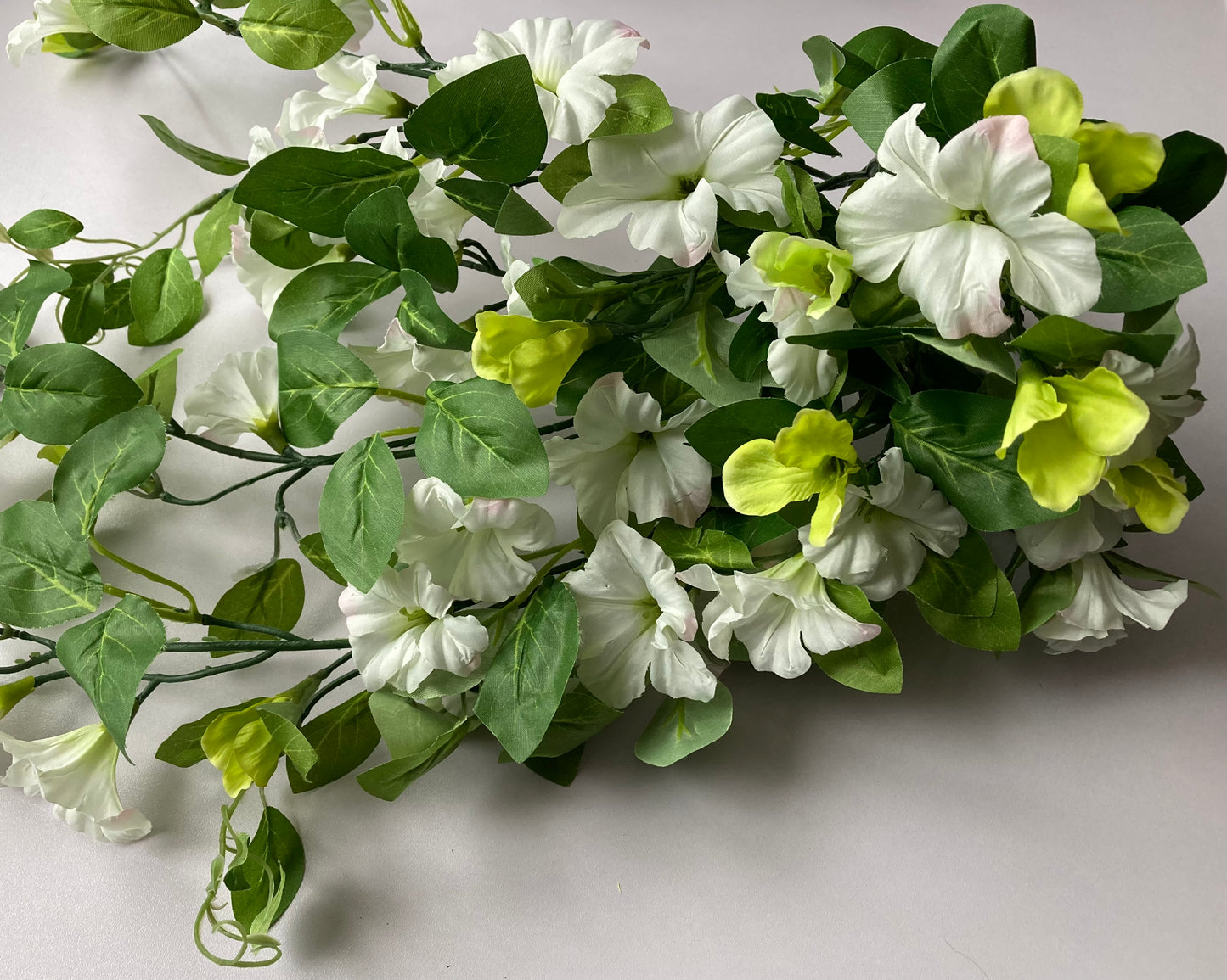White Morning Glory Trailing