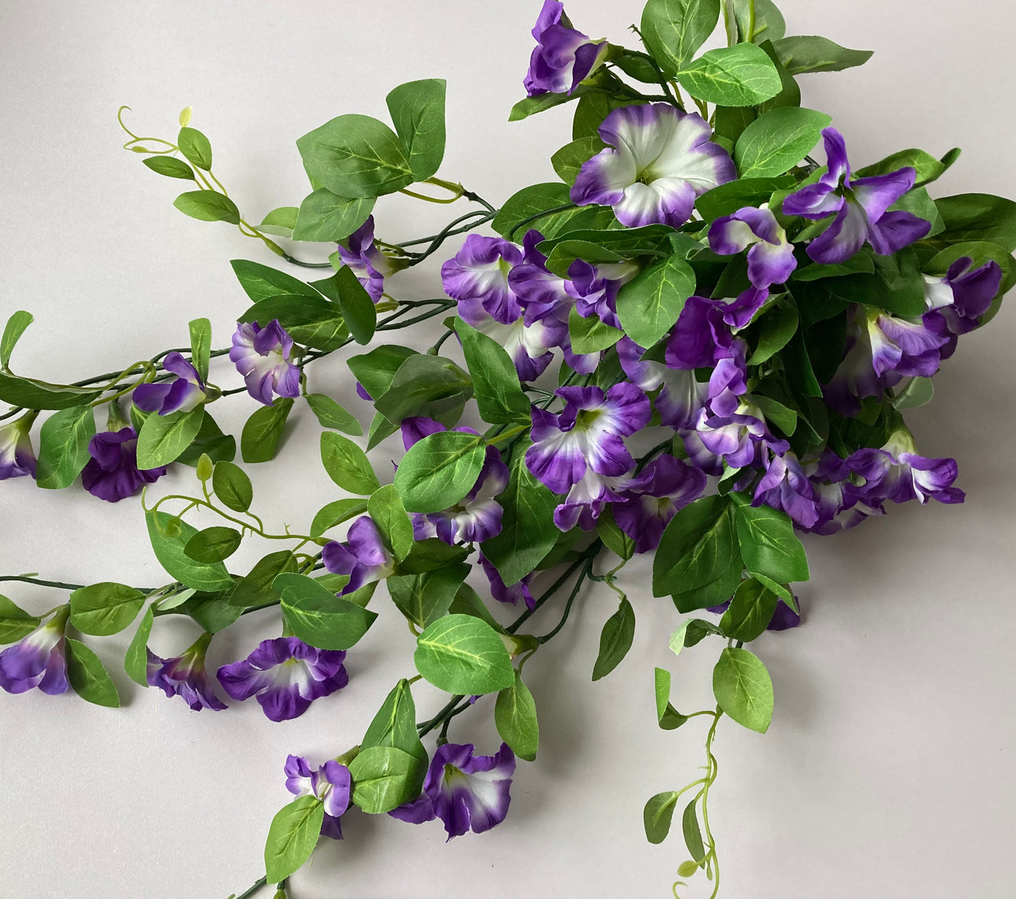 Purple Morning Glory Trailing