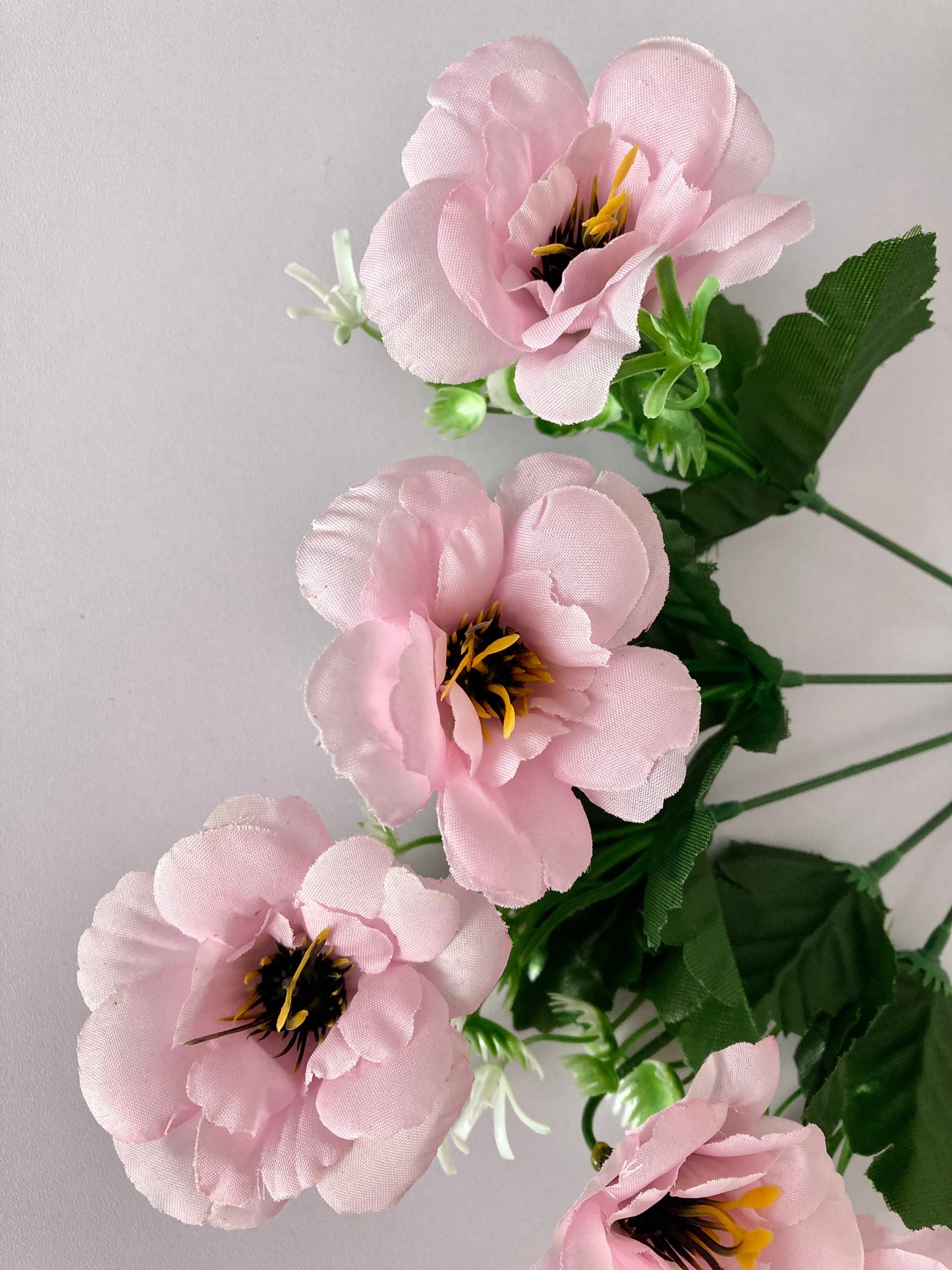 5 Pink Anemone Bunch