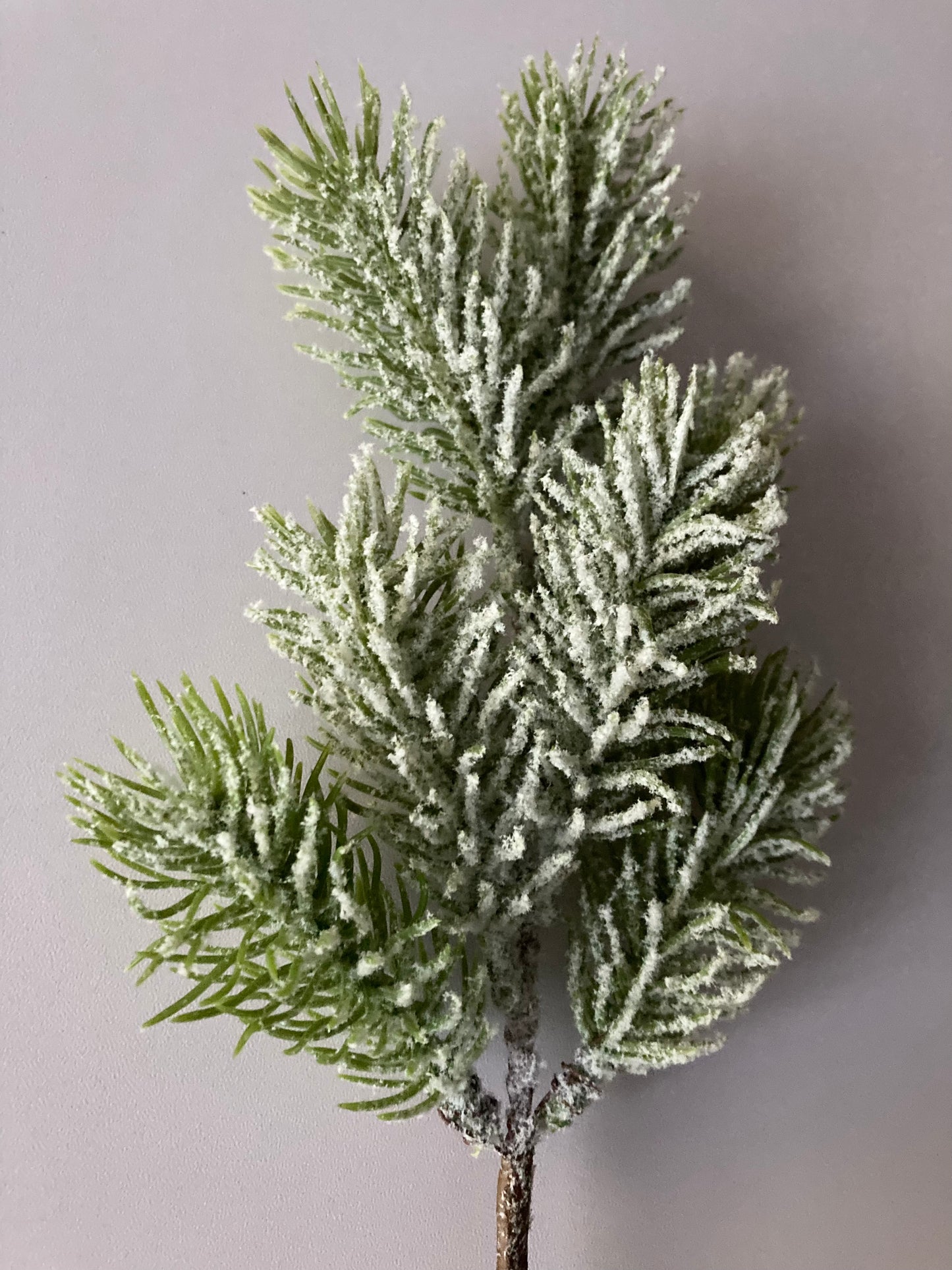 Snowy Spruce Stem