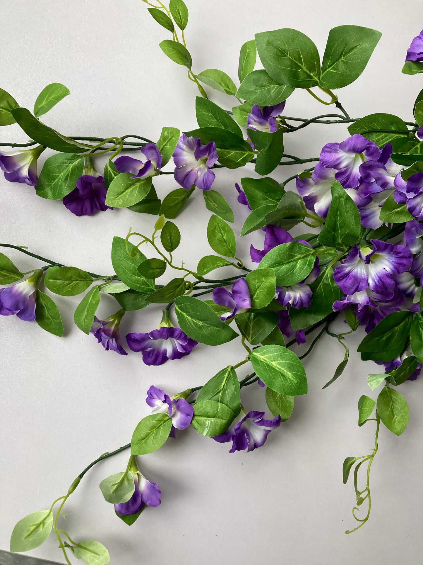 Purple Morning Glory Trailing