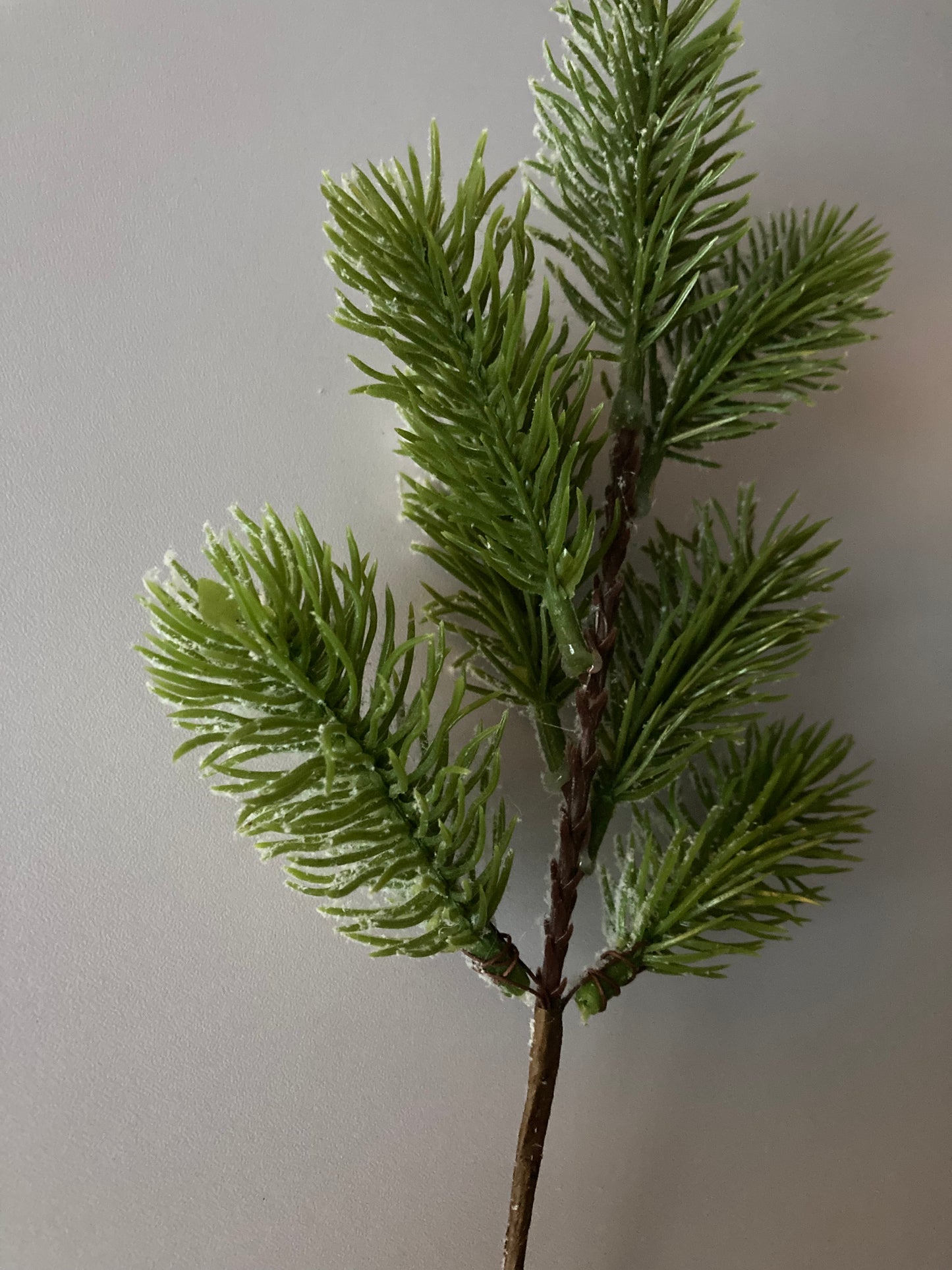 Snowy Spruce Stem