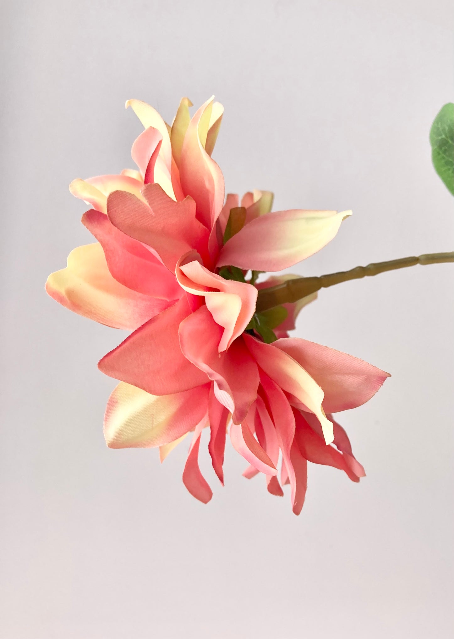 Large Dahlia Single Stem
