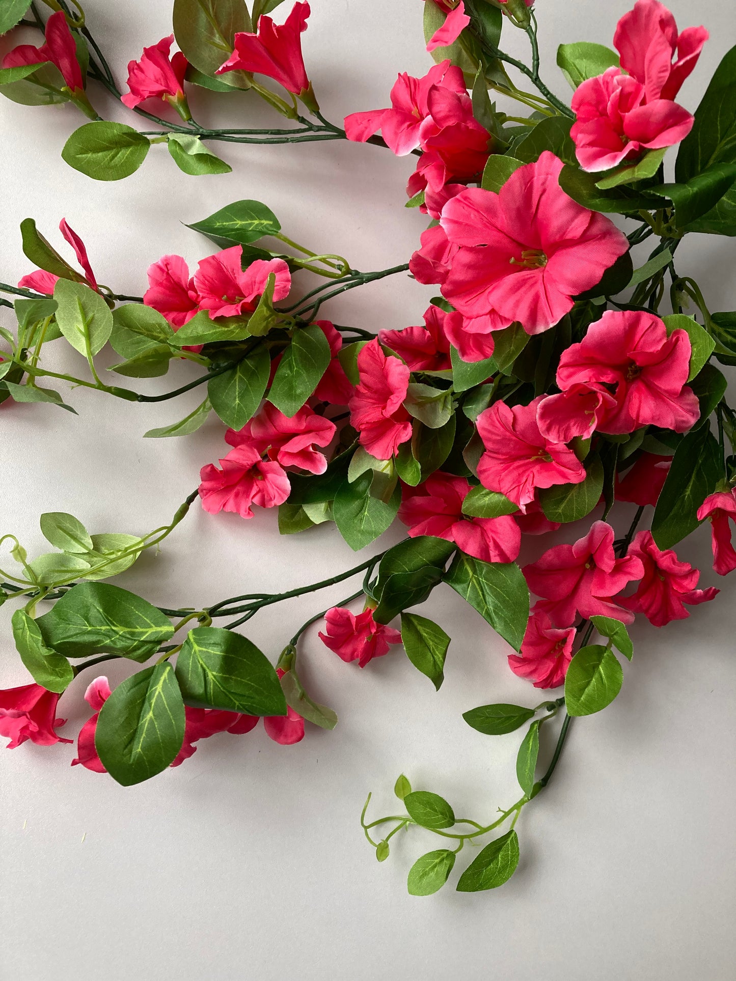 Pink Morning Glory Trailing