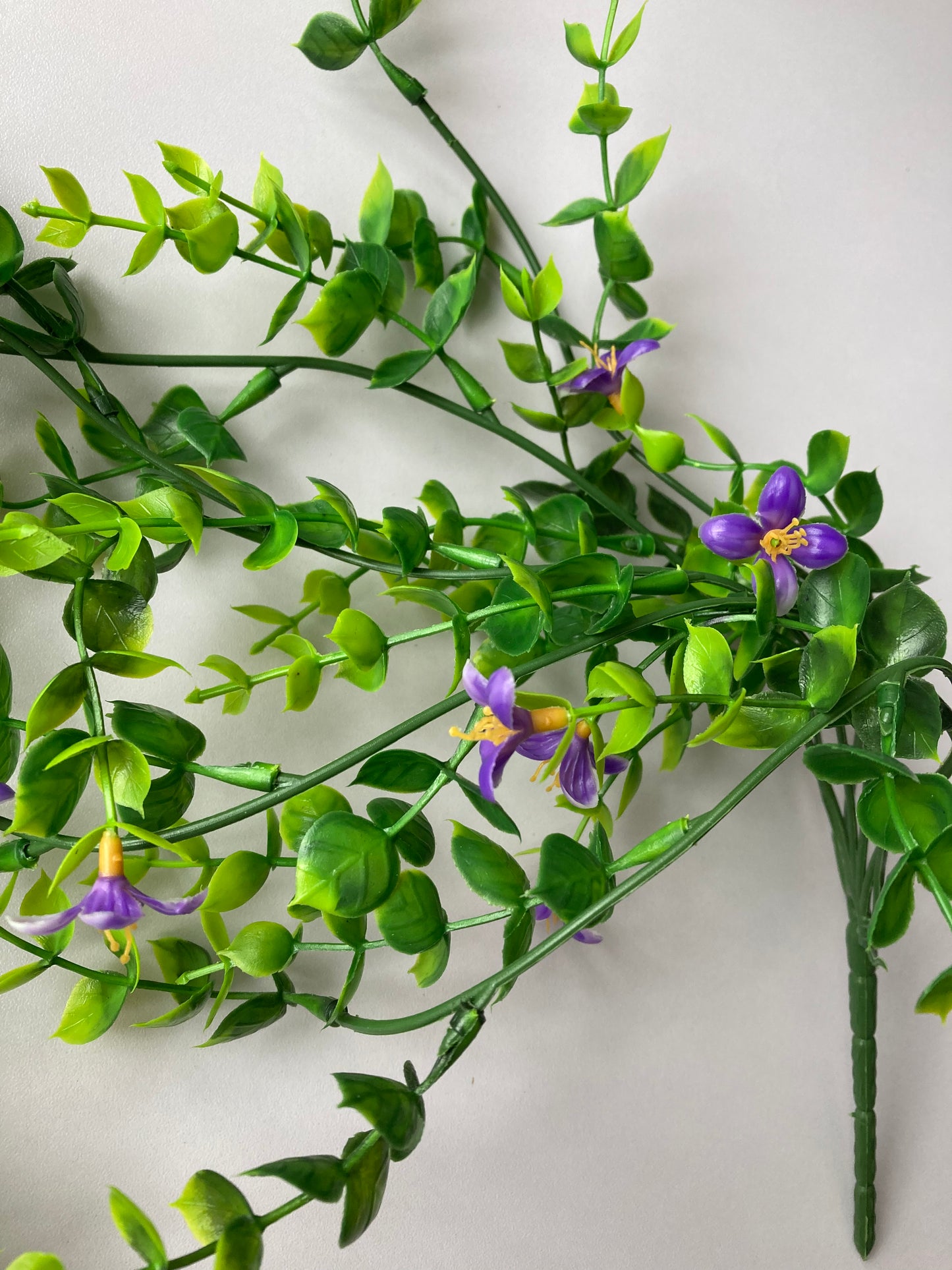 Purple Flowering Trailing