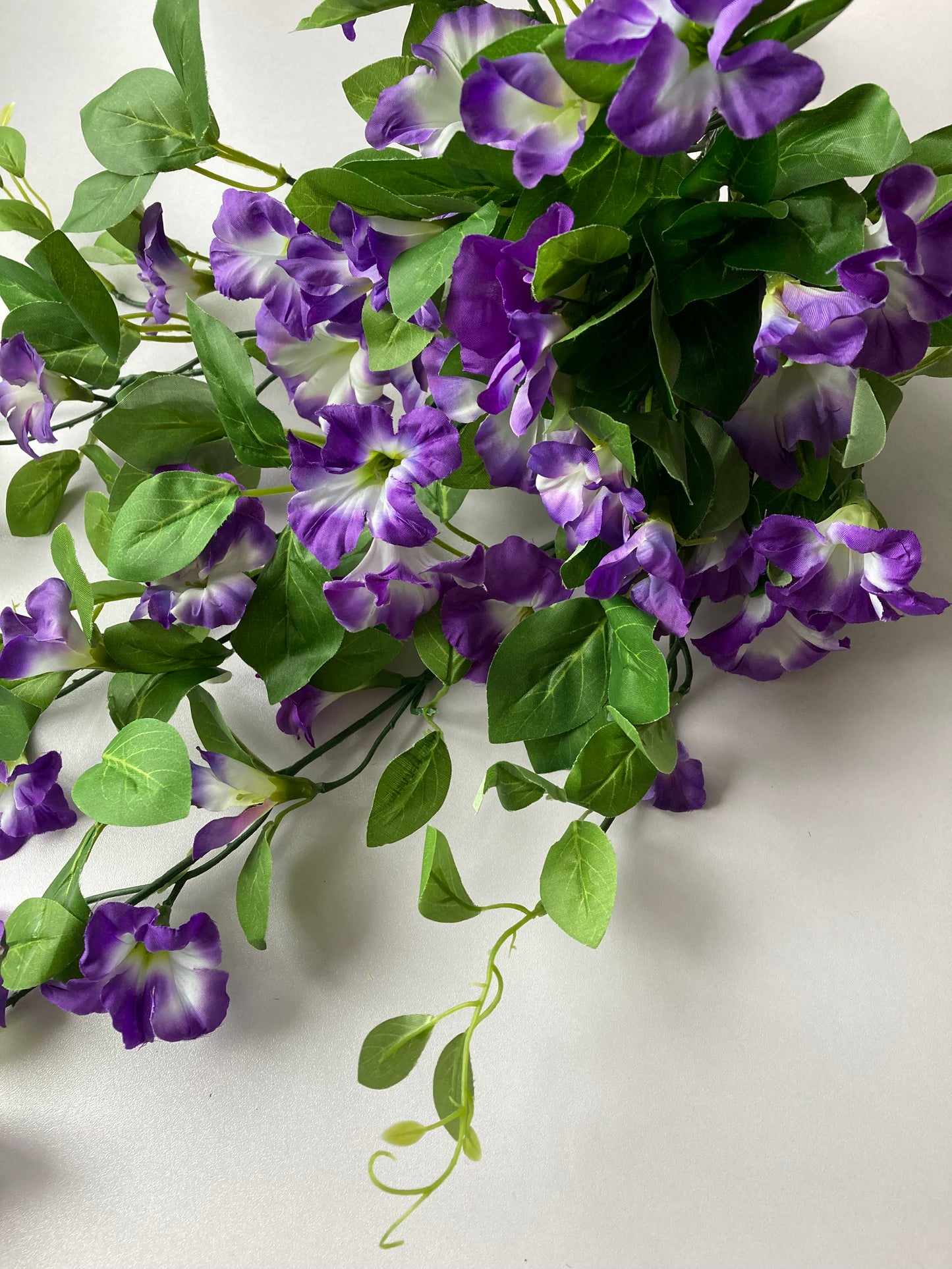 Purple Morning Glory Trailing