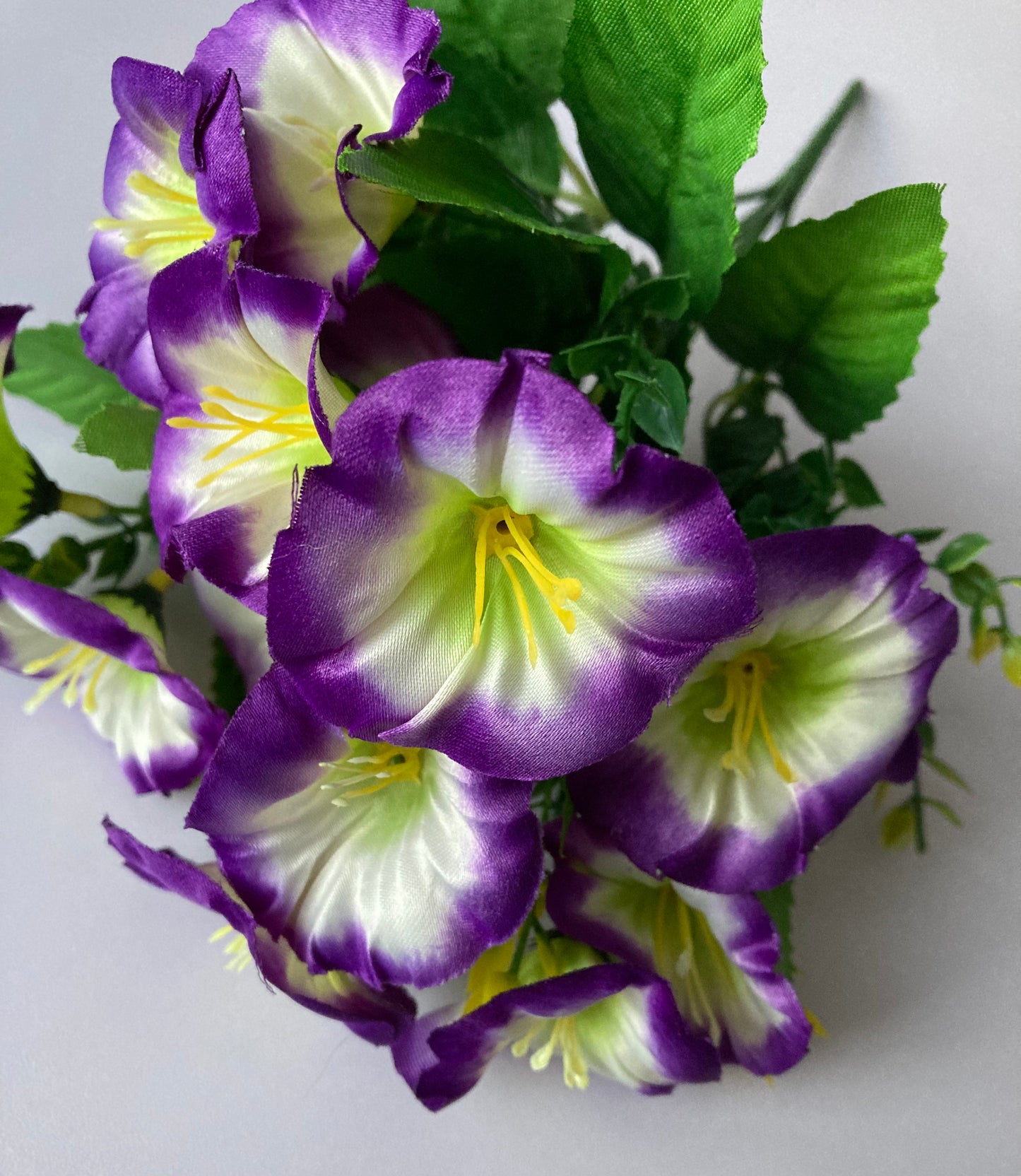 Purple & White Morning Glory