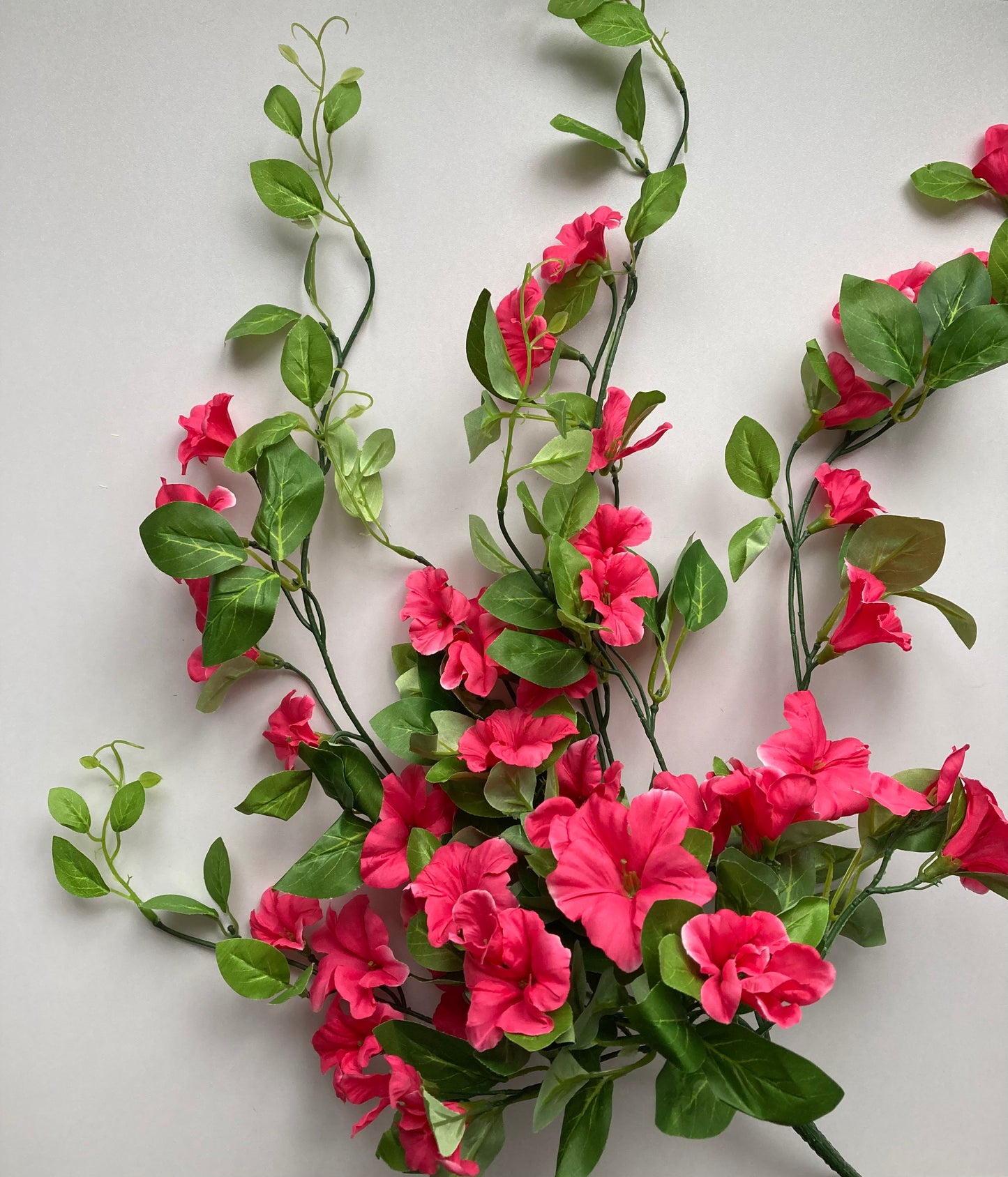 Pink Morning Glory Trailing