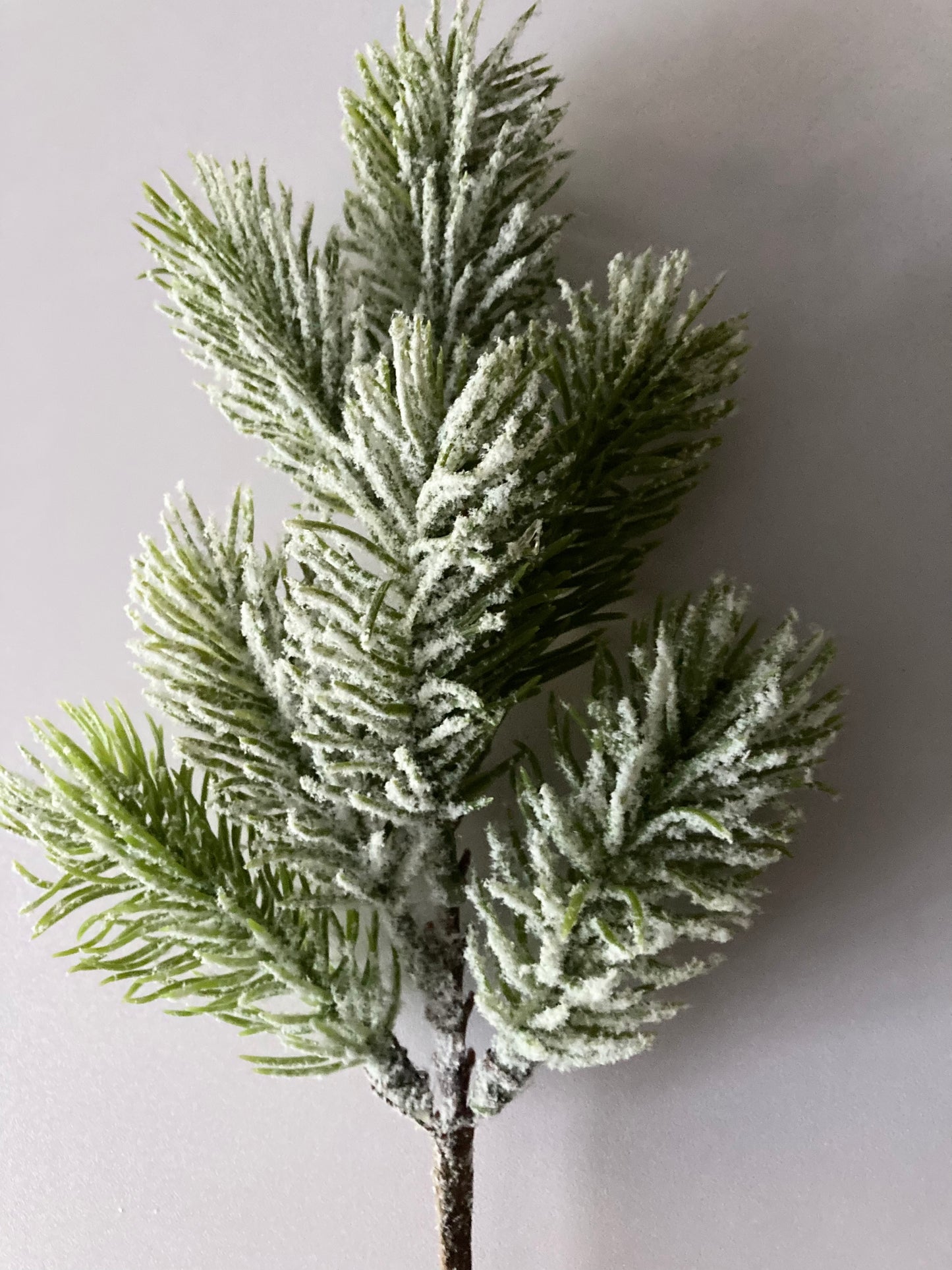 Snowy Spruce Stem