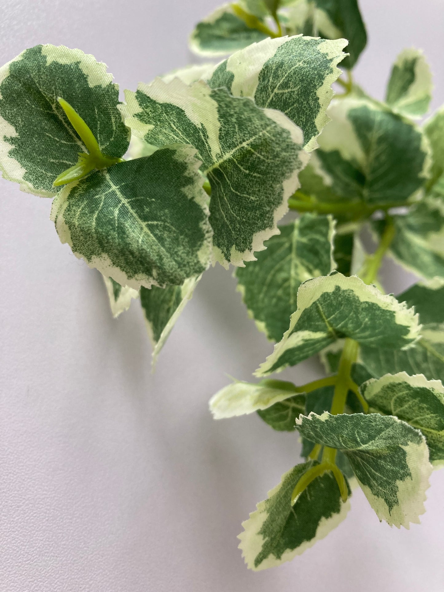 Variegated Patchouli Leaf Spray