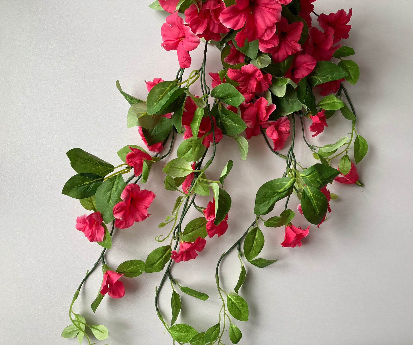 Pink Morning Glory Trailing