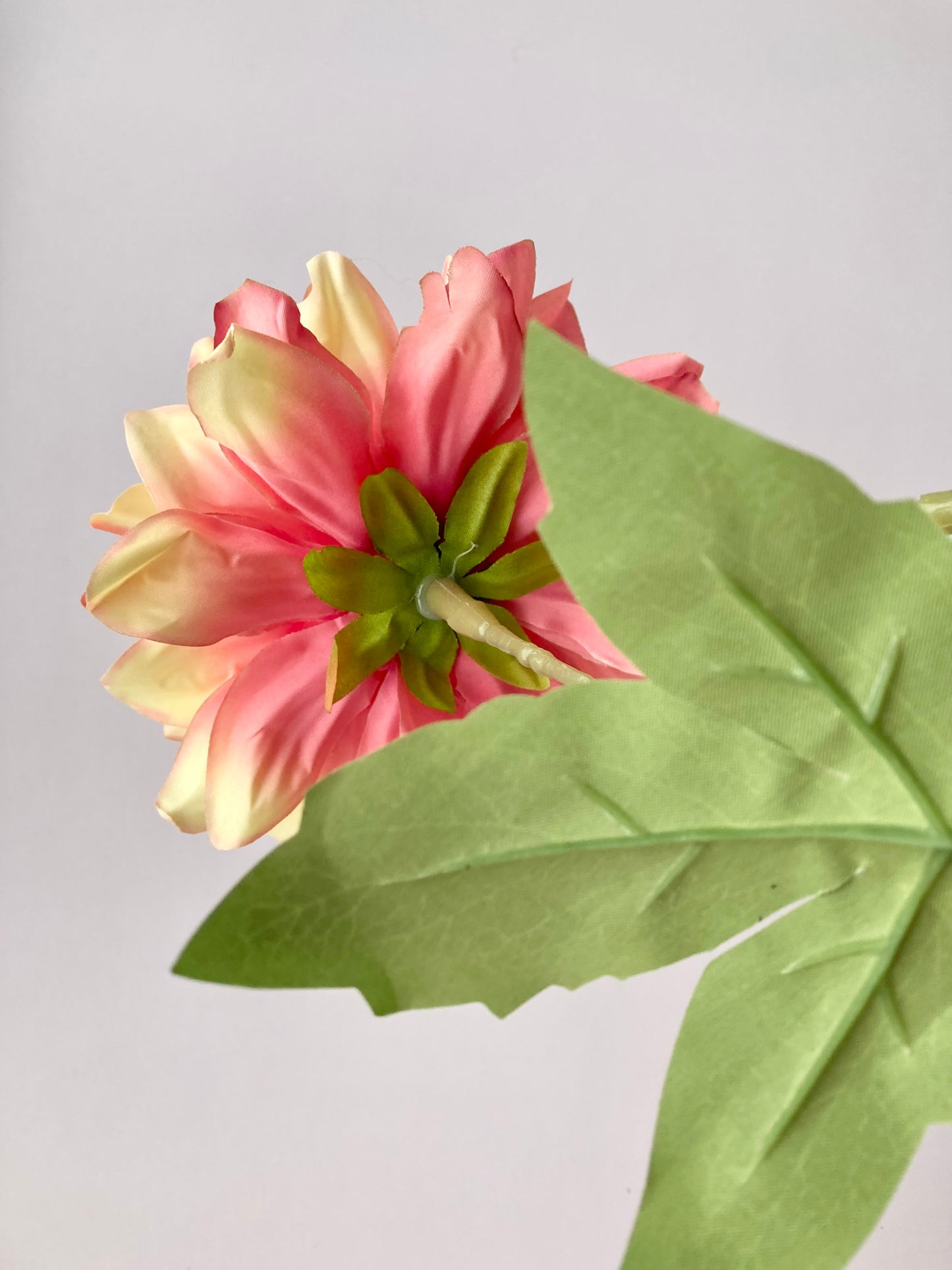 Large Dahlia Single Stem