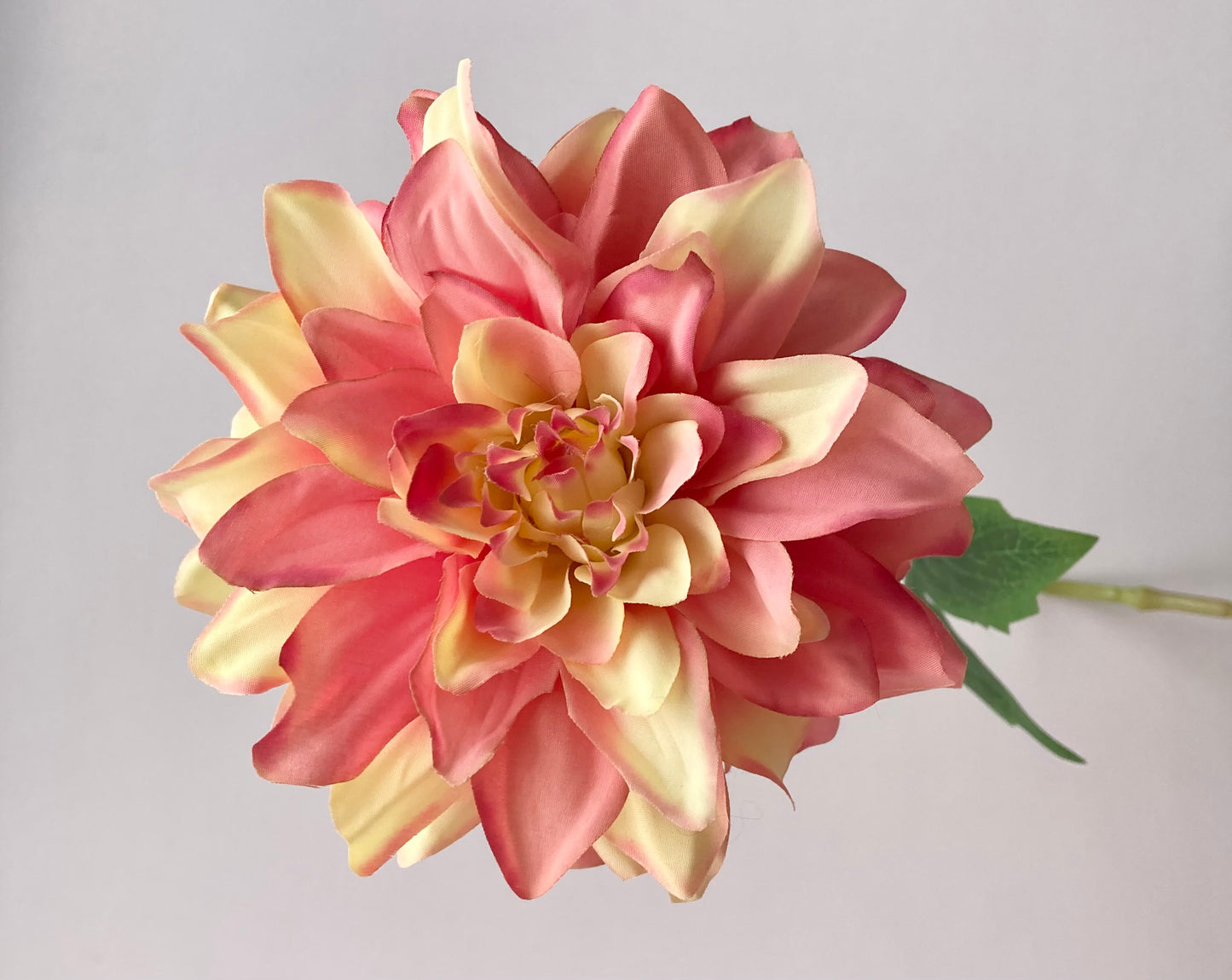 Large Dahlia Single Stem