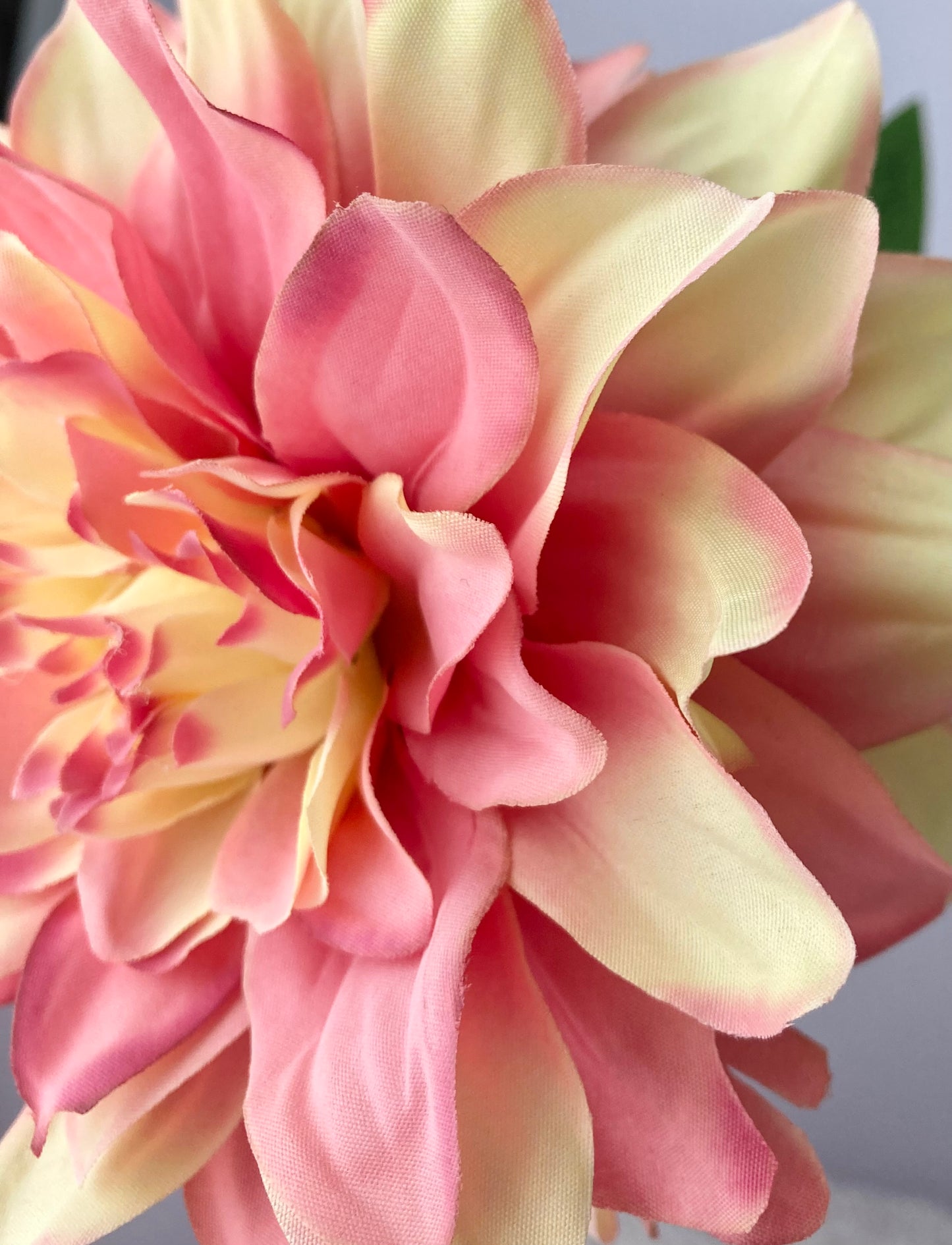 Large Dahlia Single Stem