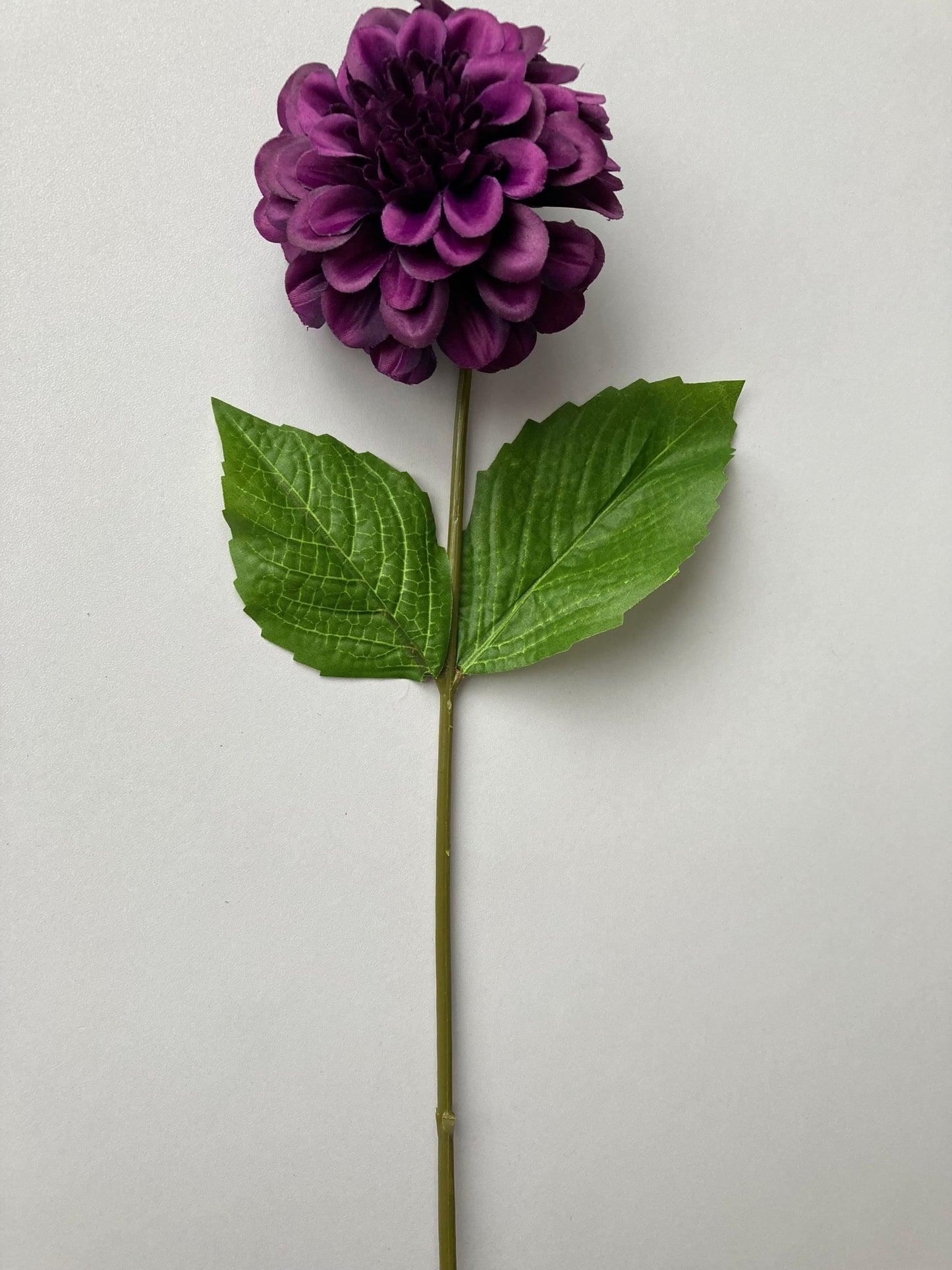 Purple Zinnia Stem