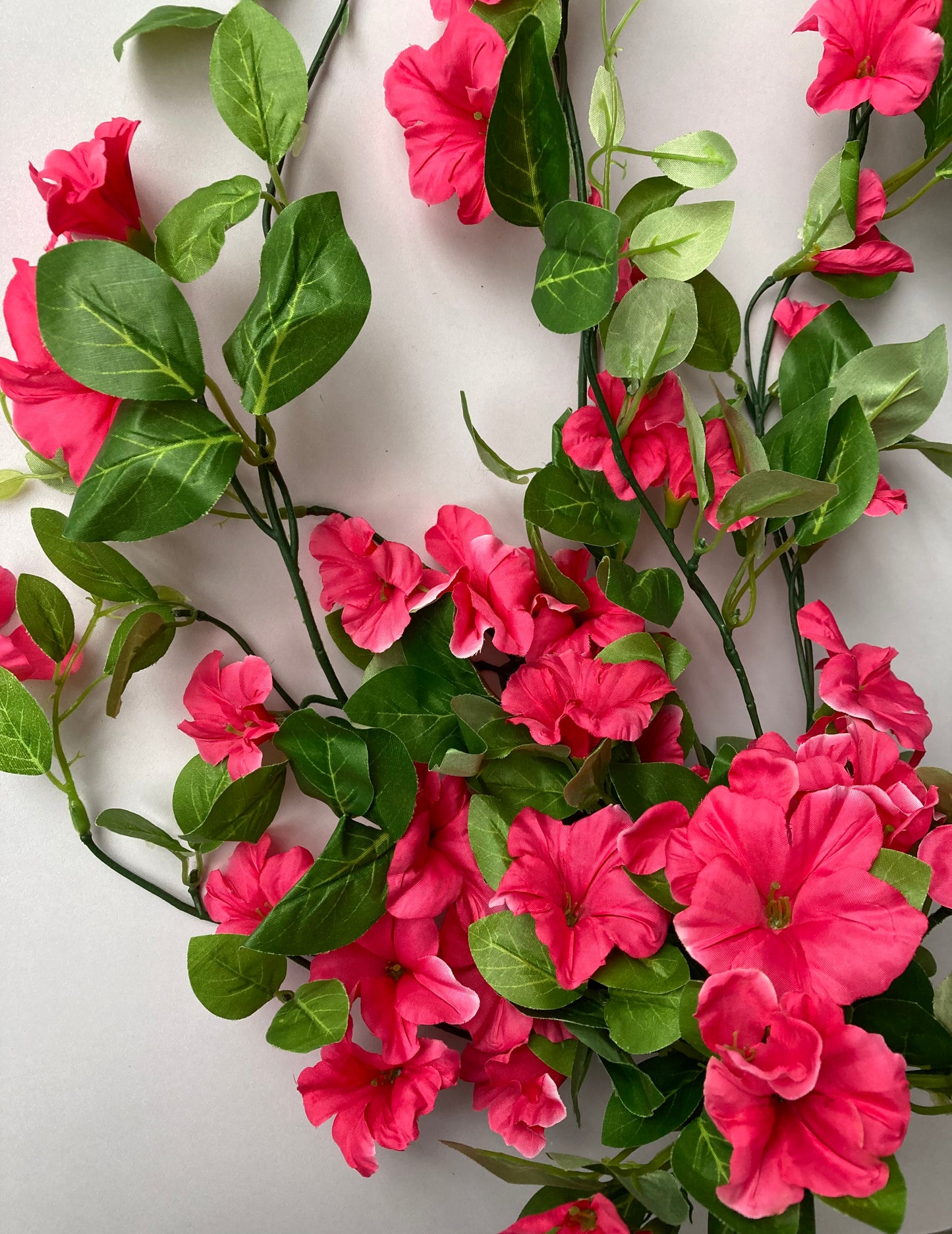 Pink Morning Glory Trailing