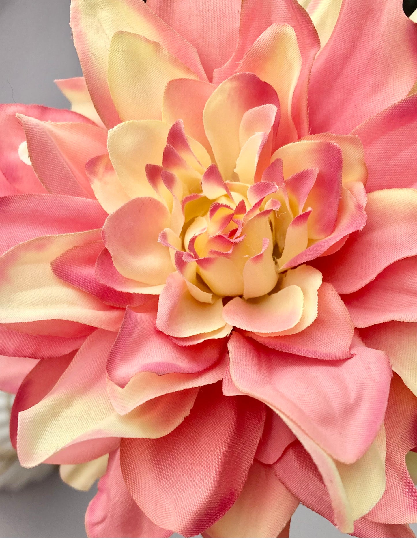 Large Dahlia Single Stem