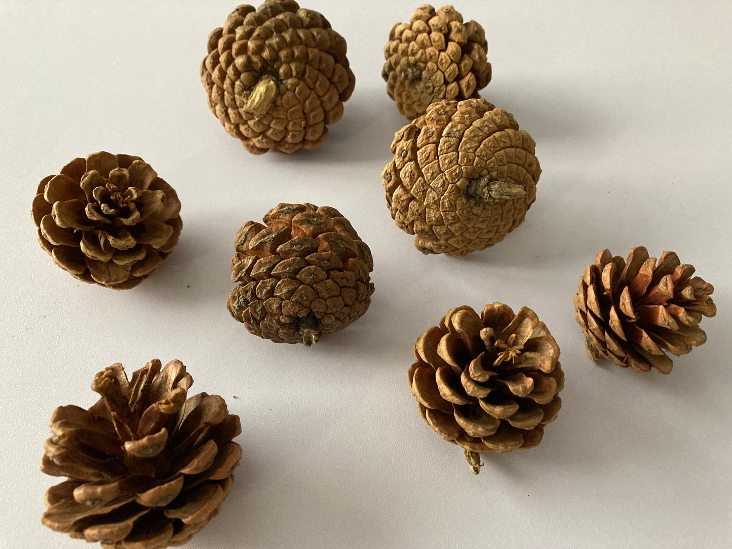 8pk Natural Mixed Size Pine Cones