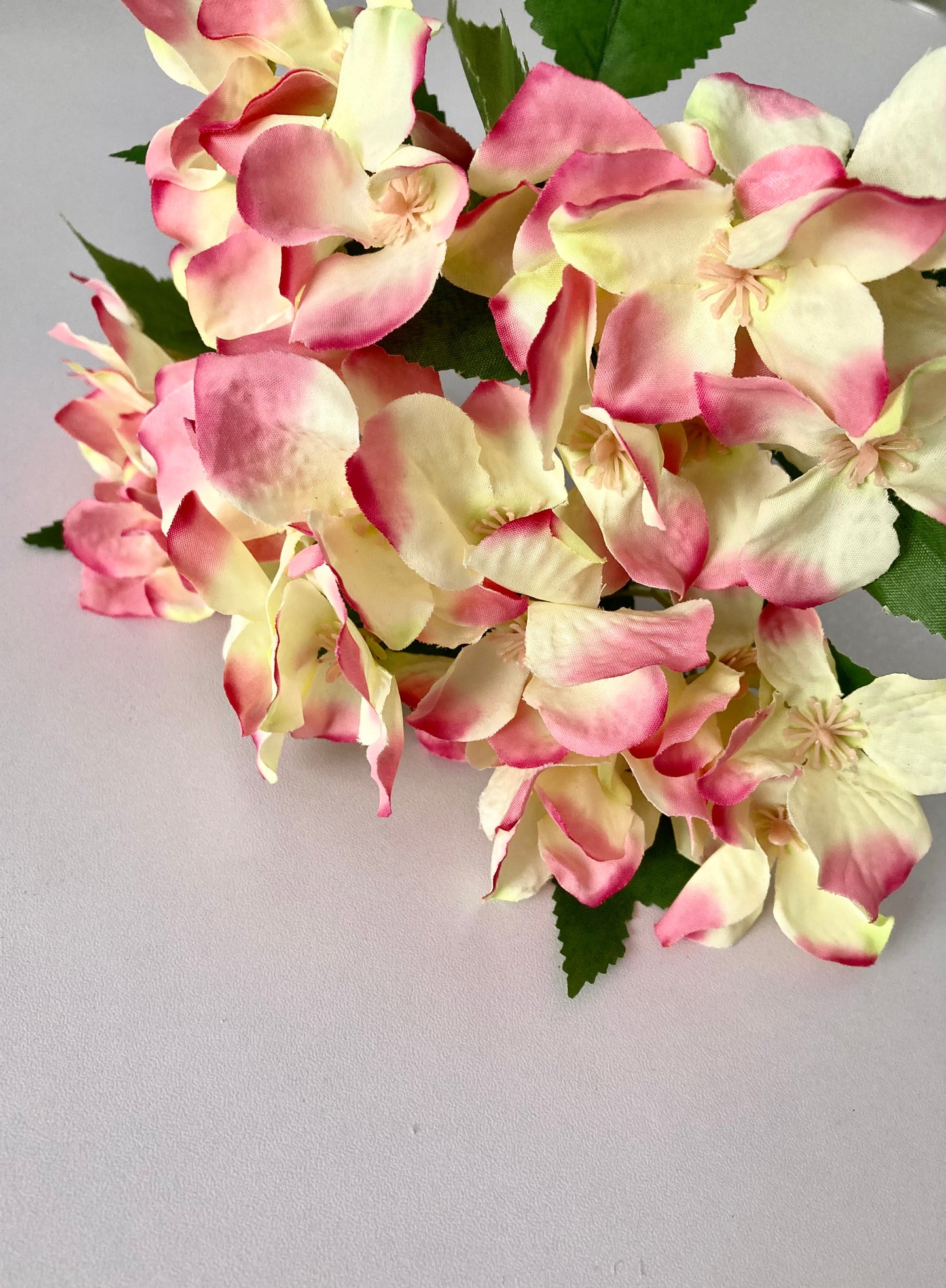 Pink tipped Hydrangea
