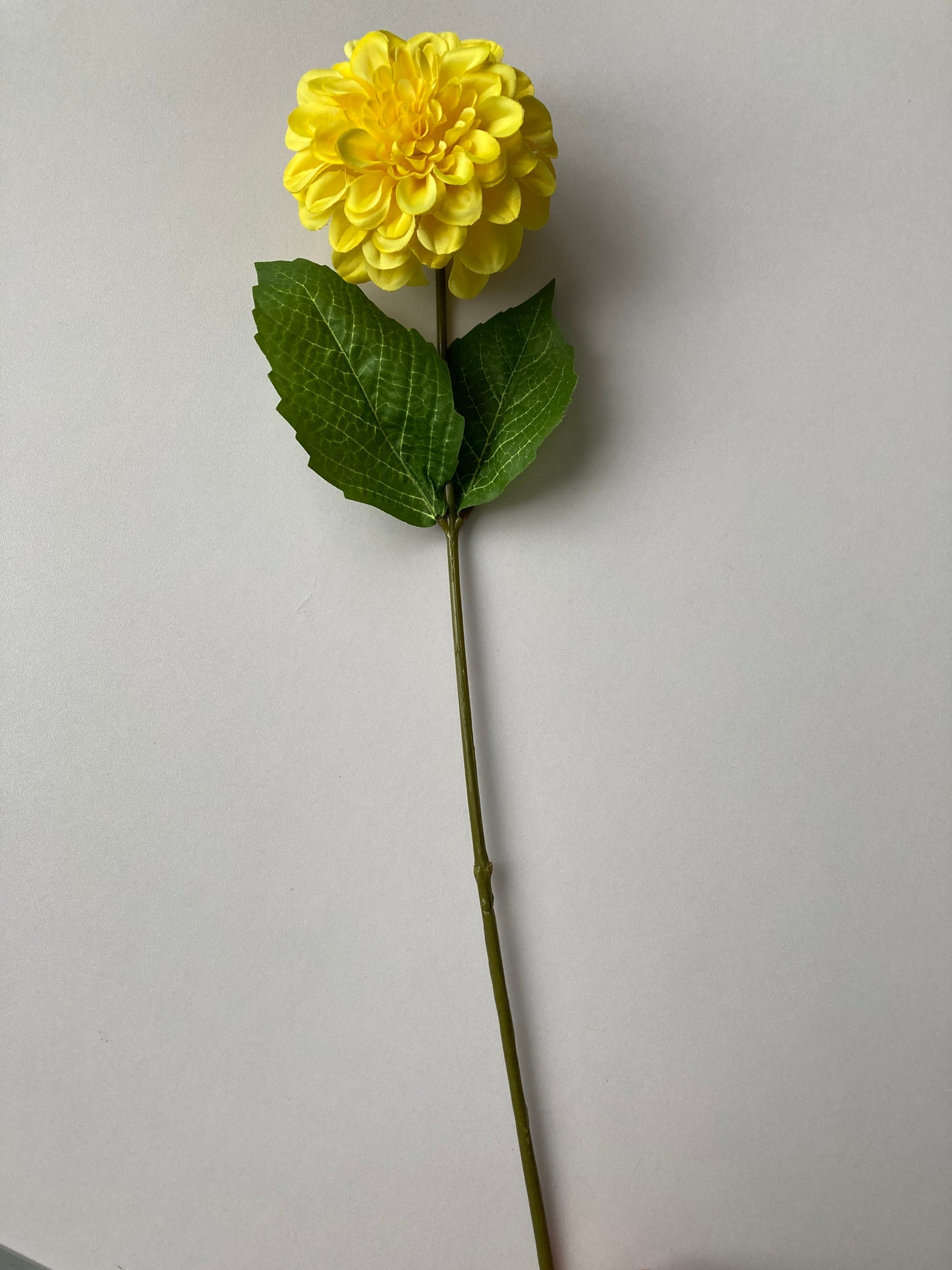 Yellow Zinnia Stem