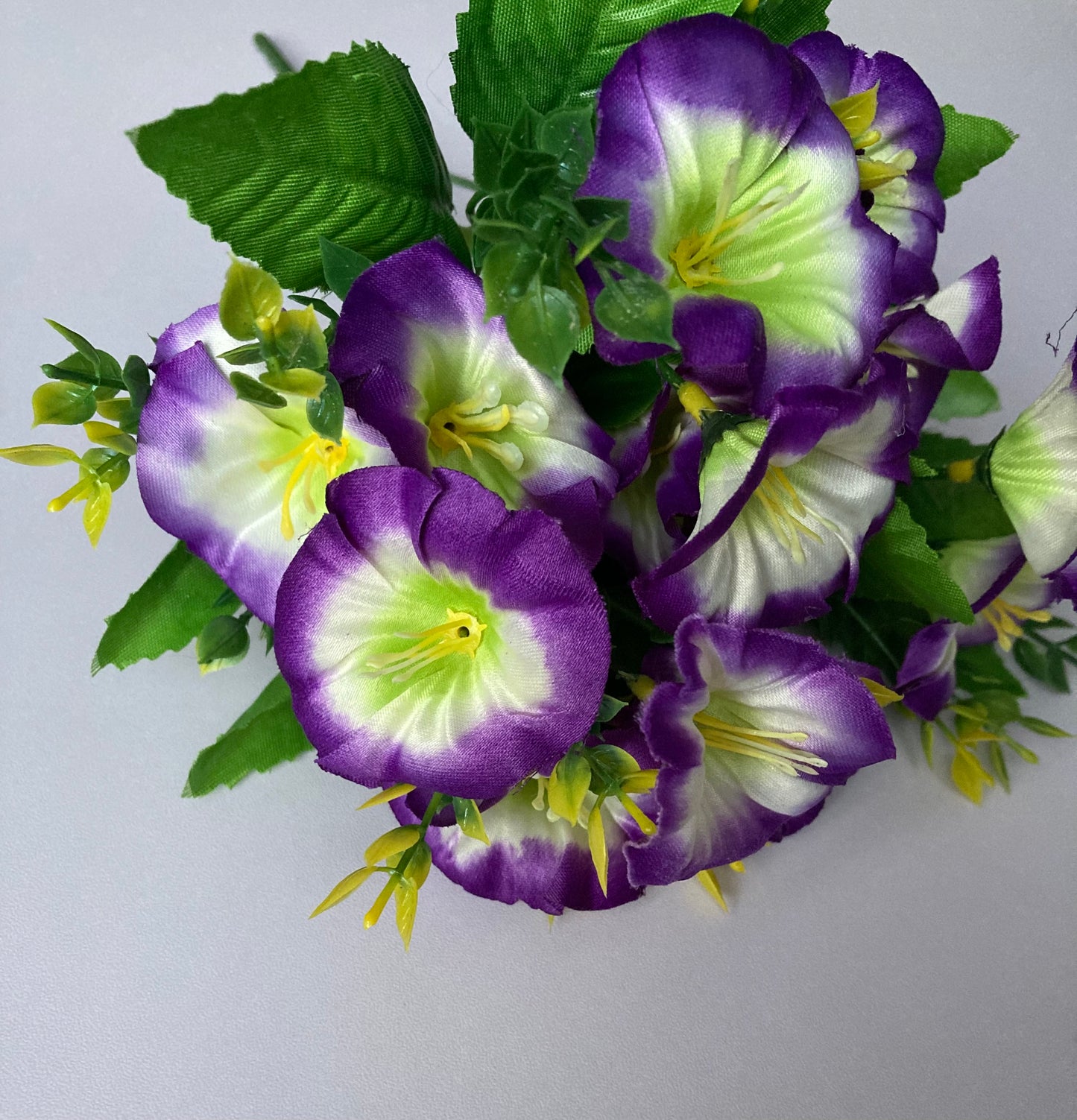 Purple & White Morning Glory