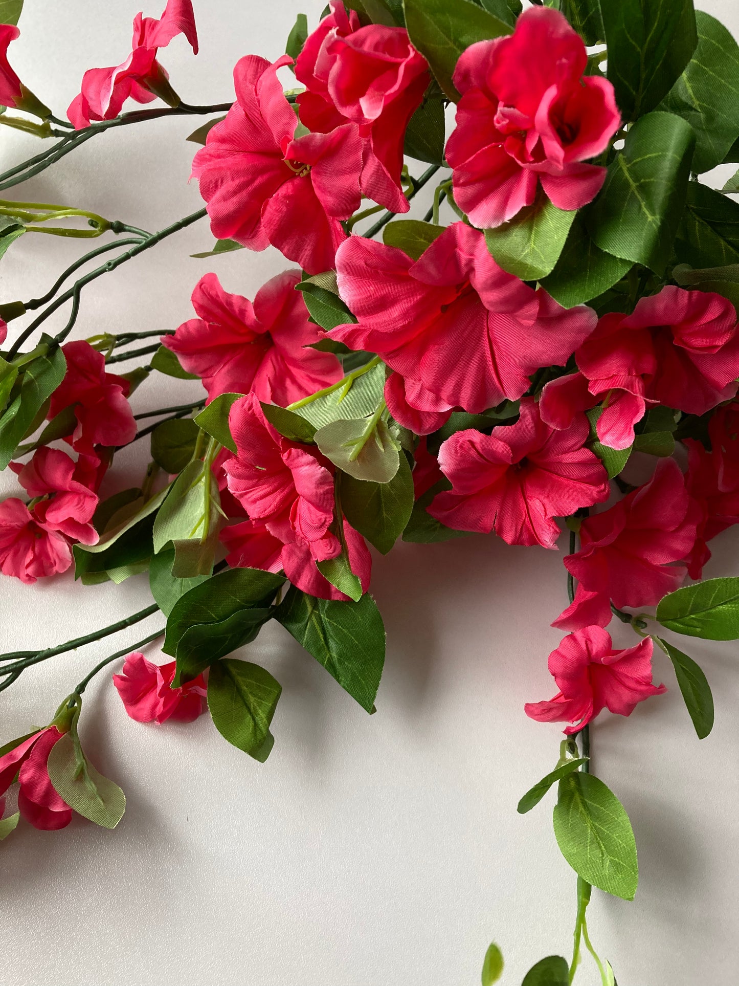 Pink Morning Glory Trailing
