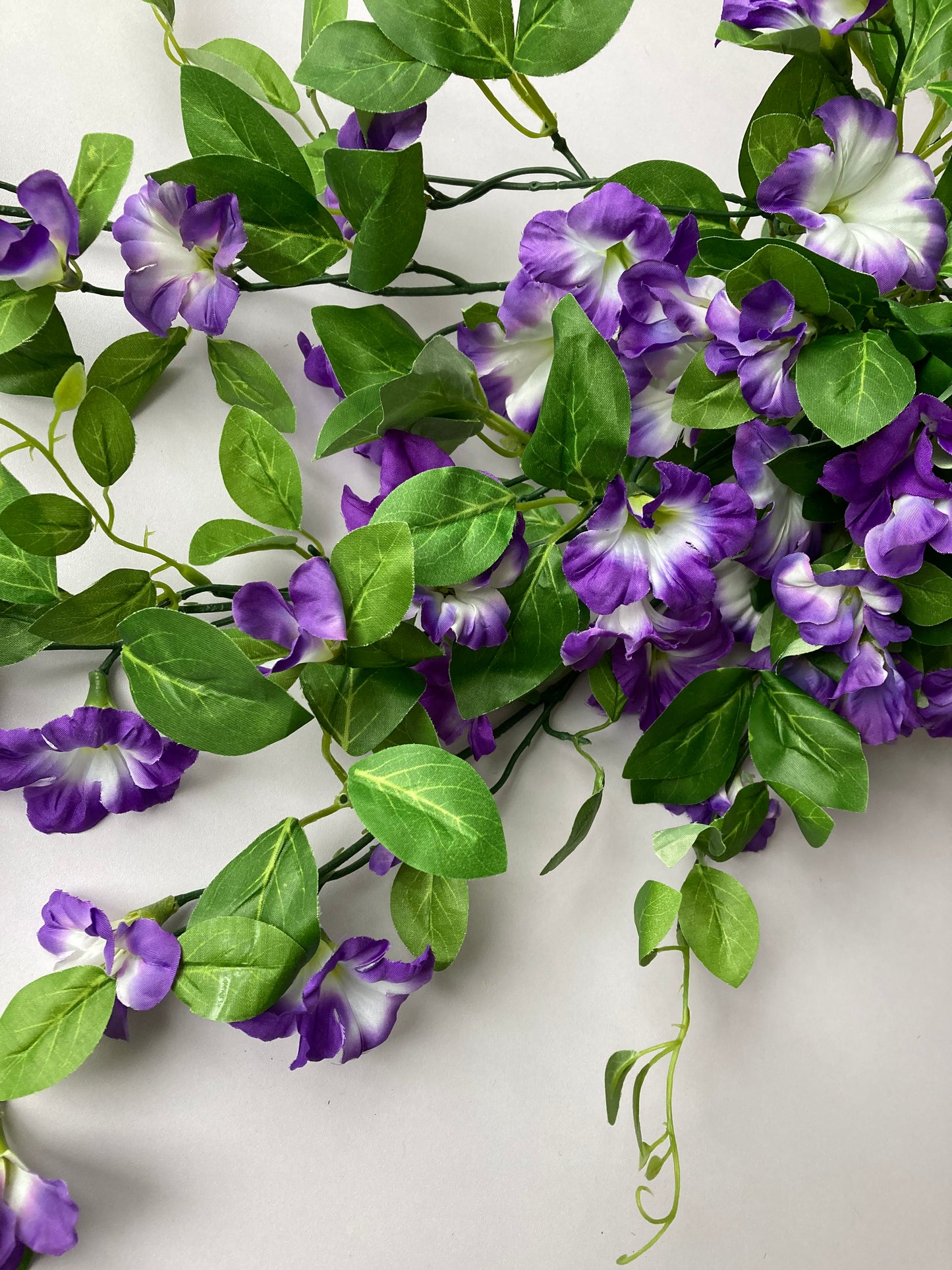 Purple Morning Glory Trailing