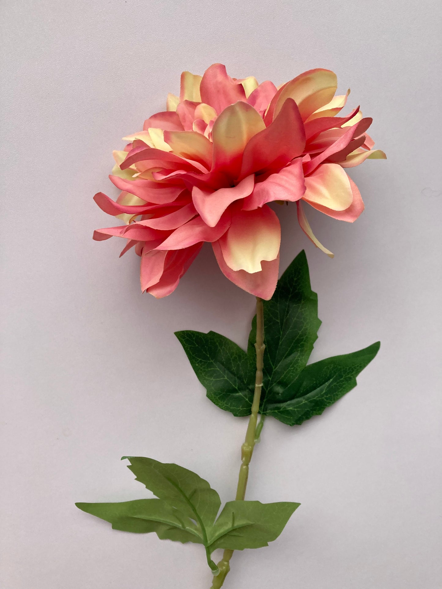 Large Dahlia Single Stem