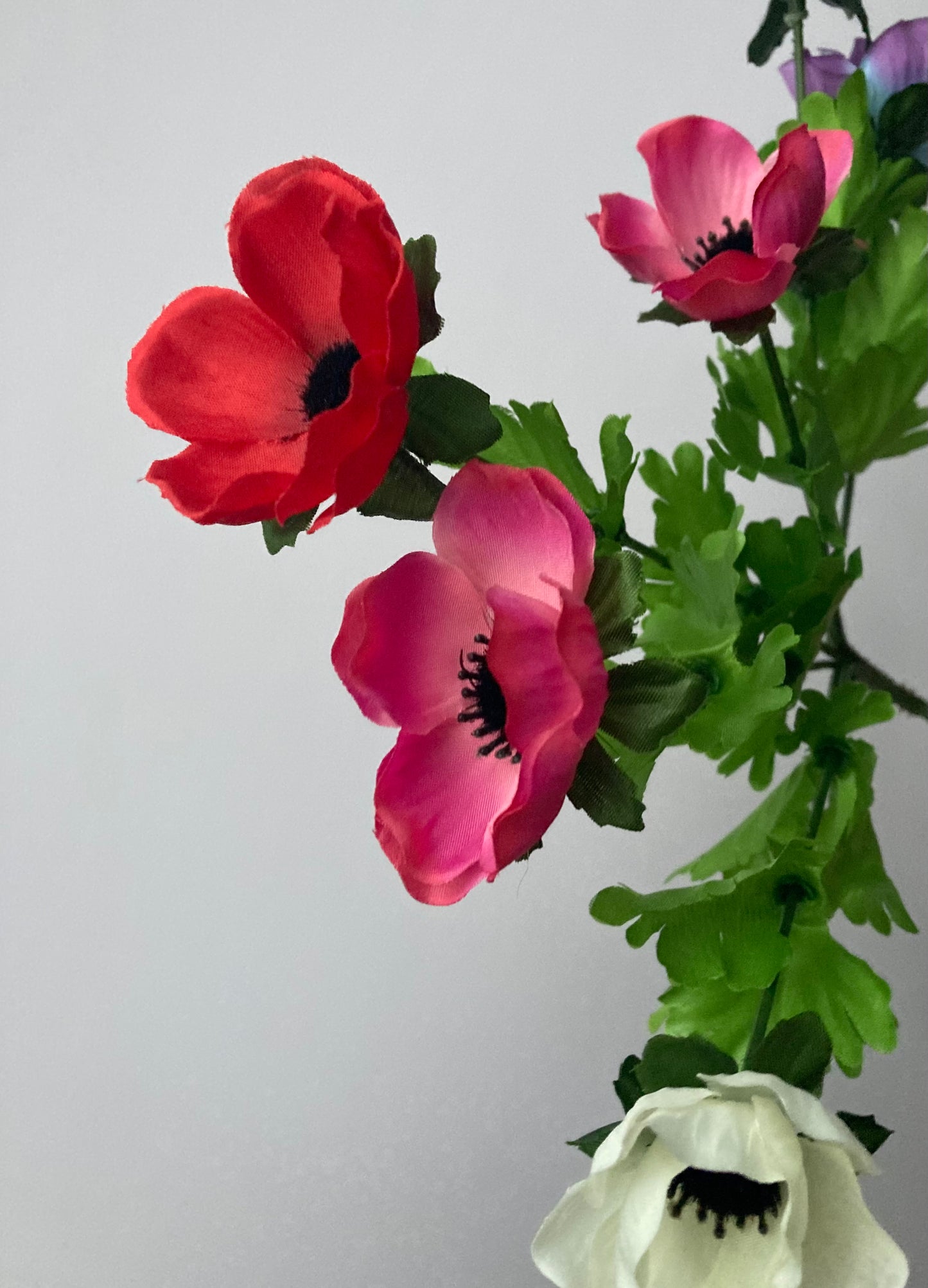 Colourful Anemone Bunch