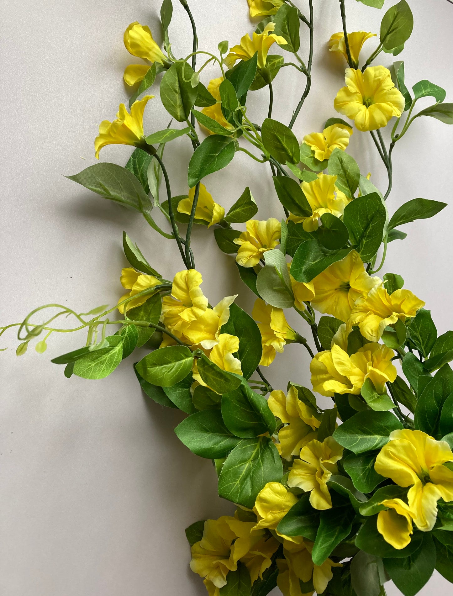 Yellow Morning Glory Trailing