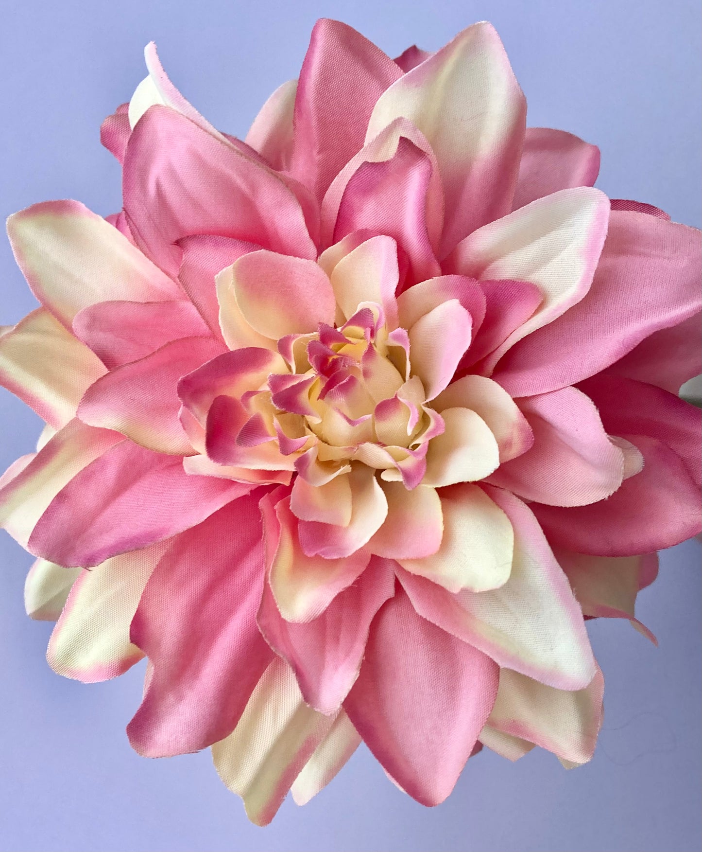 Large Dahlia Single Stem