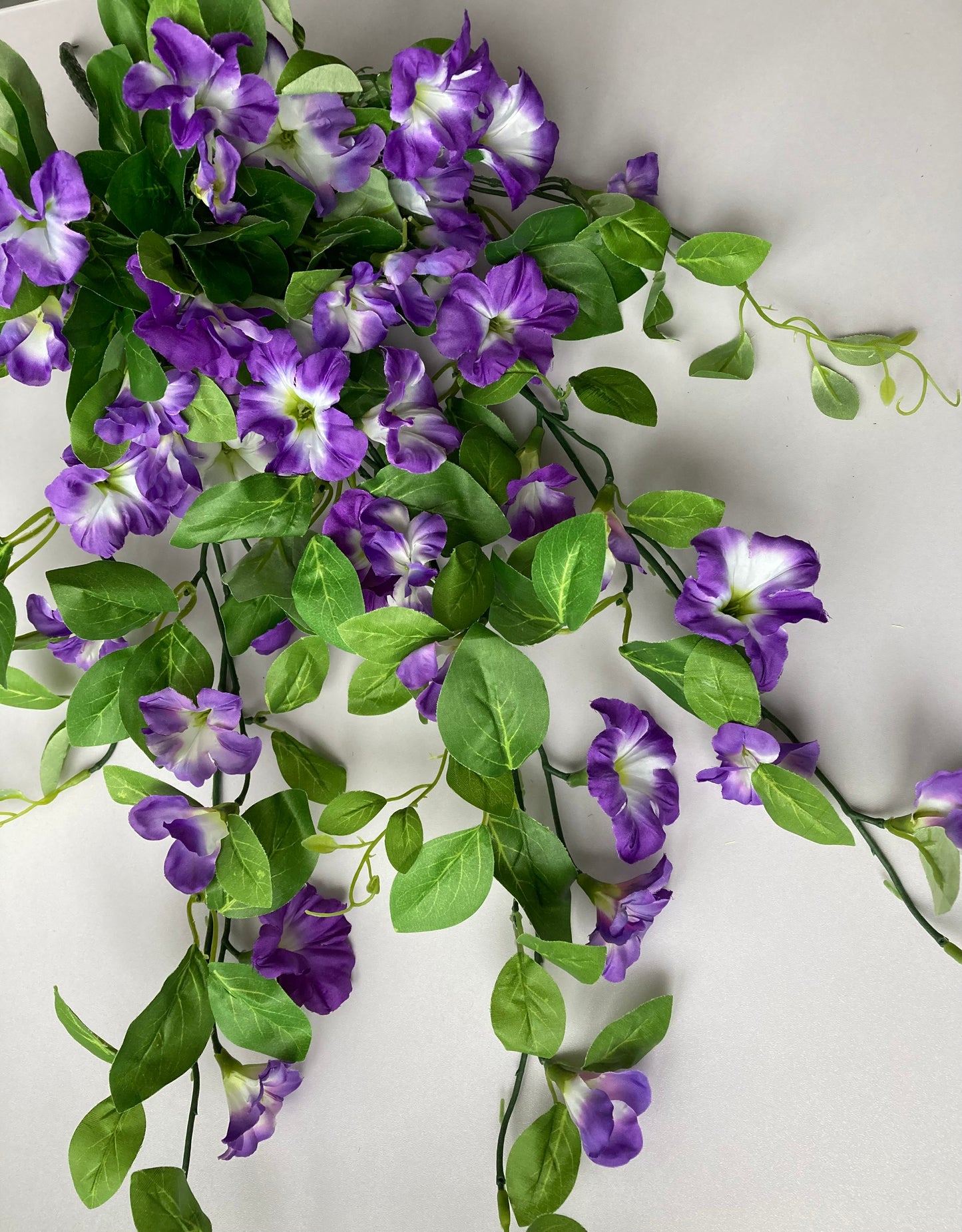 Purple Morning Glory Trailing