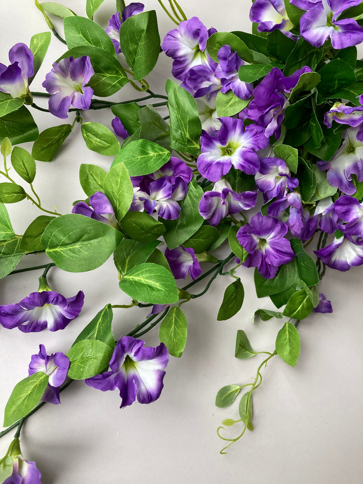 Purple Morning Glory Trailing