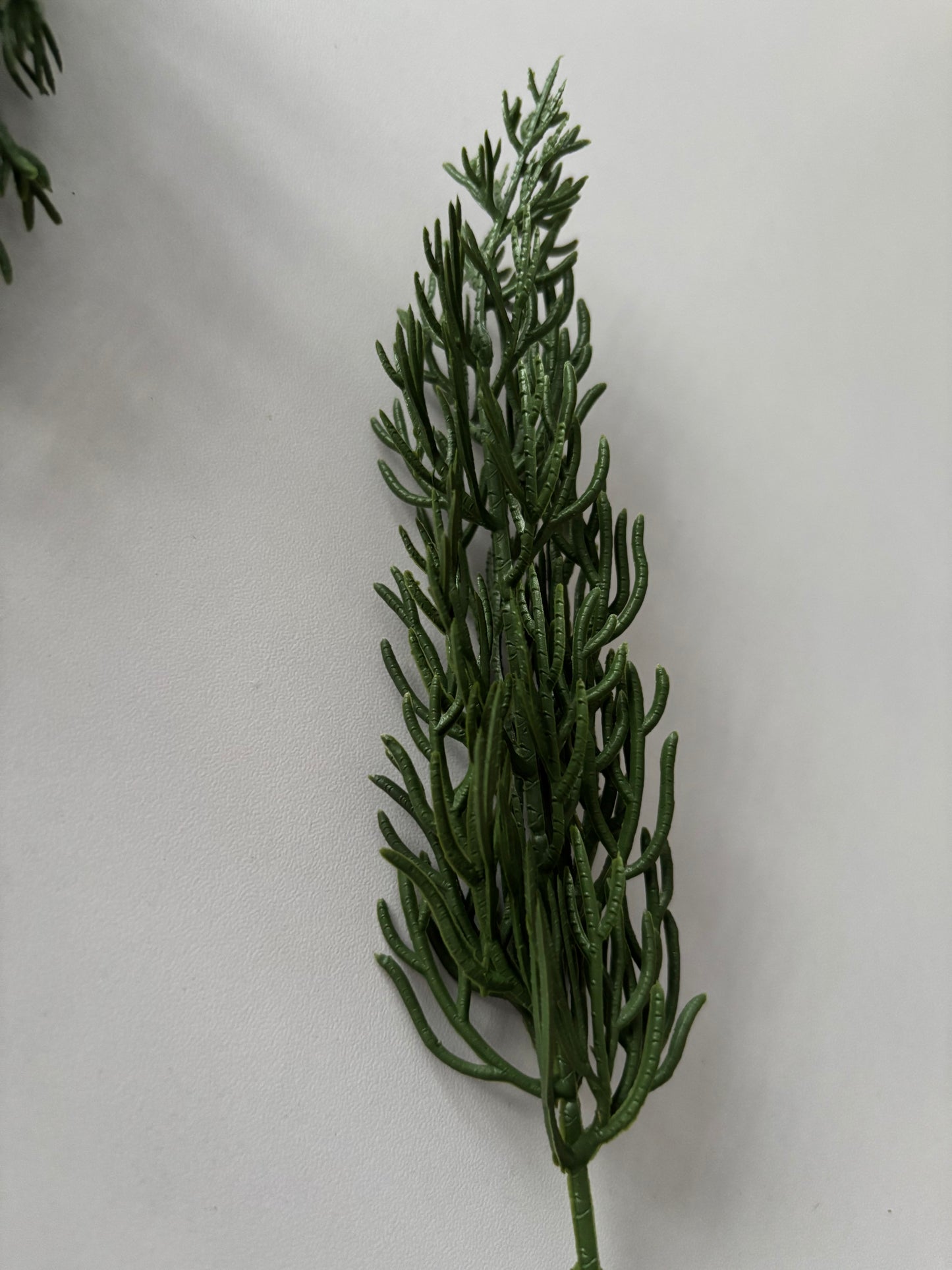 10 Cypress Branch Stems