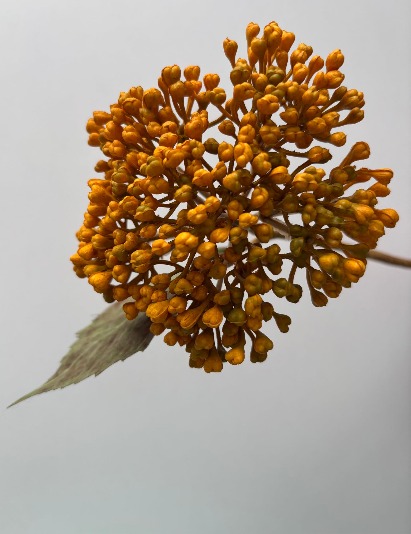 Mustard/Yellow Hydrangea Berry Stem