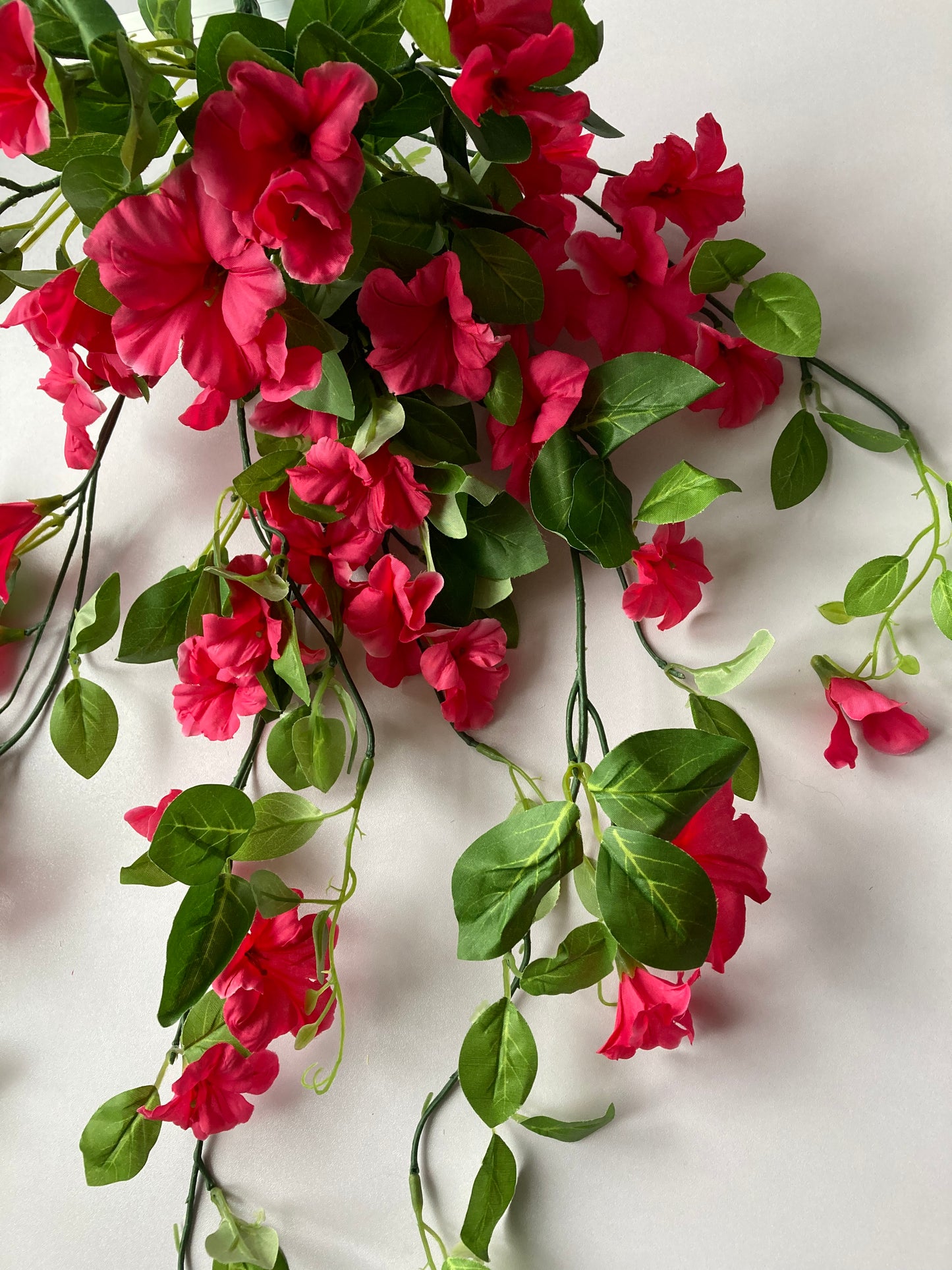 Pink Morning Glory Trailing