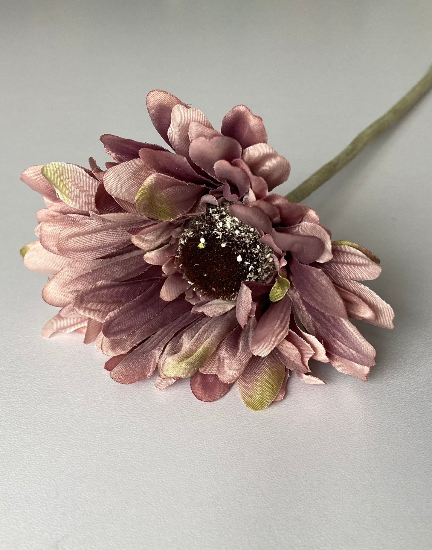 Mauve Gerbera