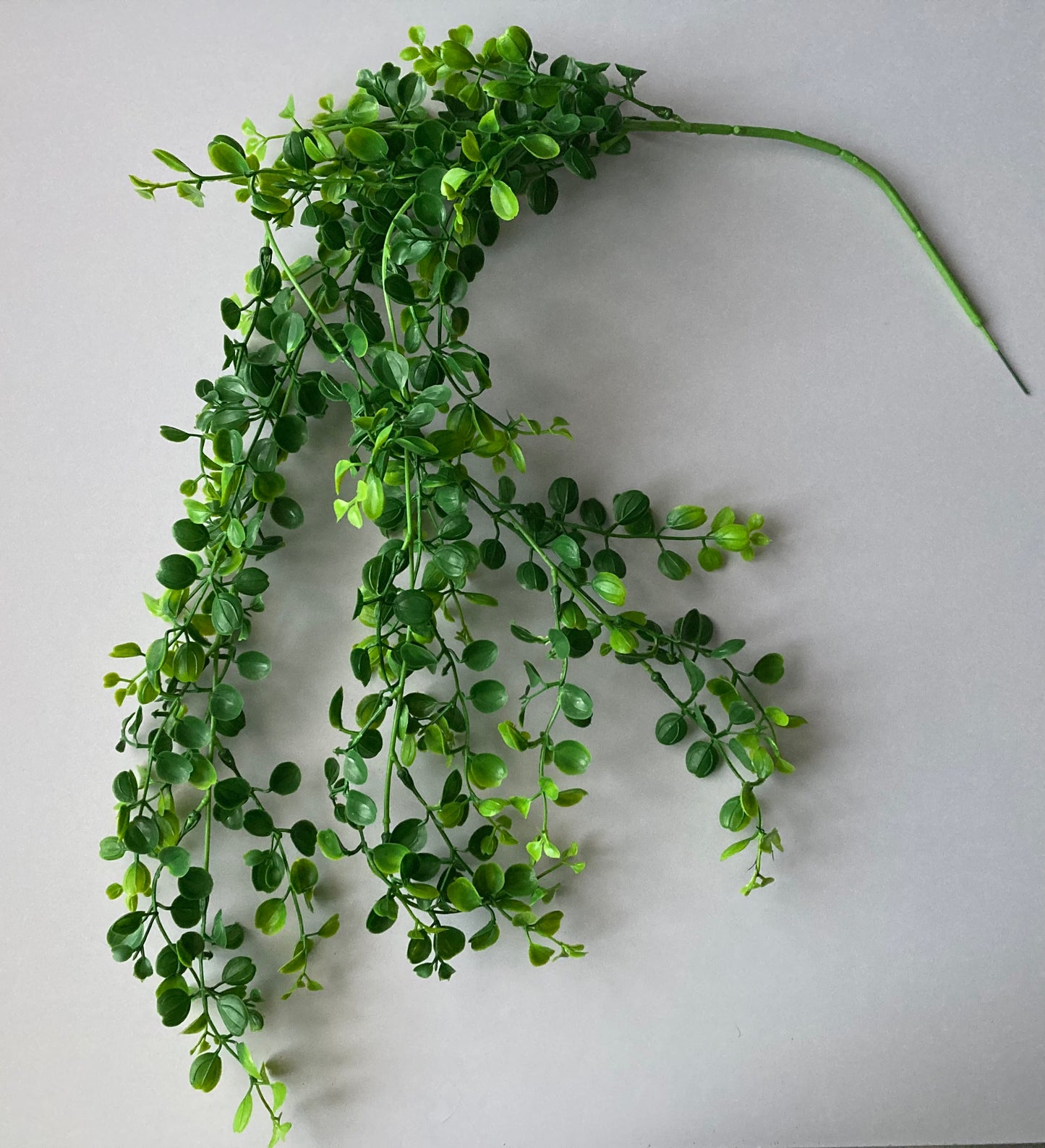 Trailing Leaves