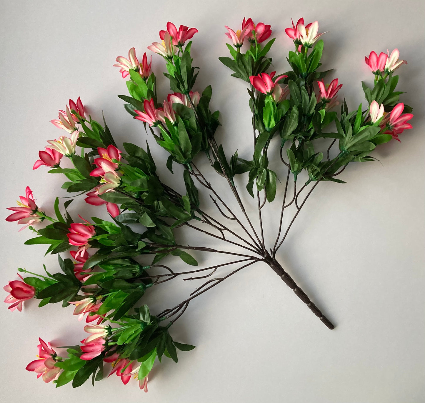 Pink Wild Lily Bush