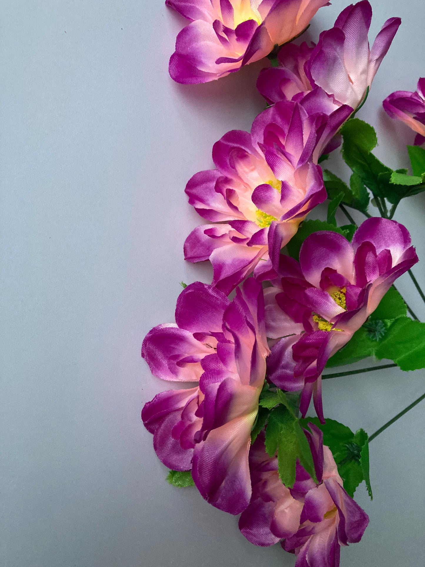 Purple Tipped Dahlia Bunch