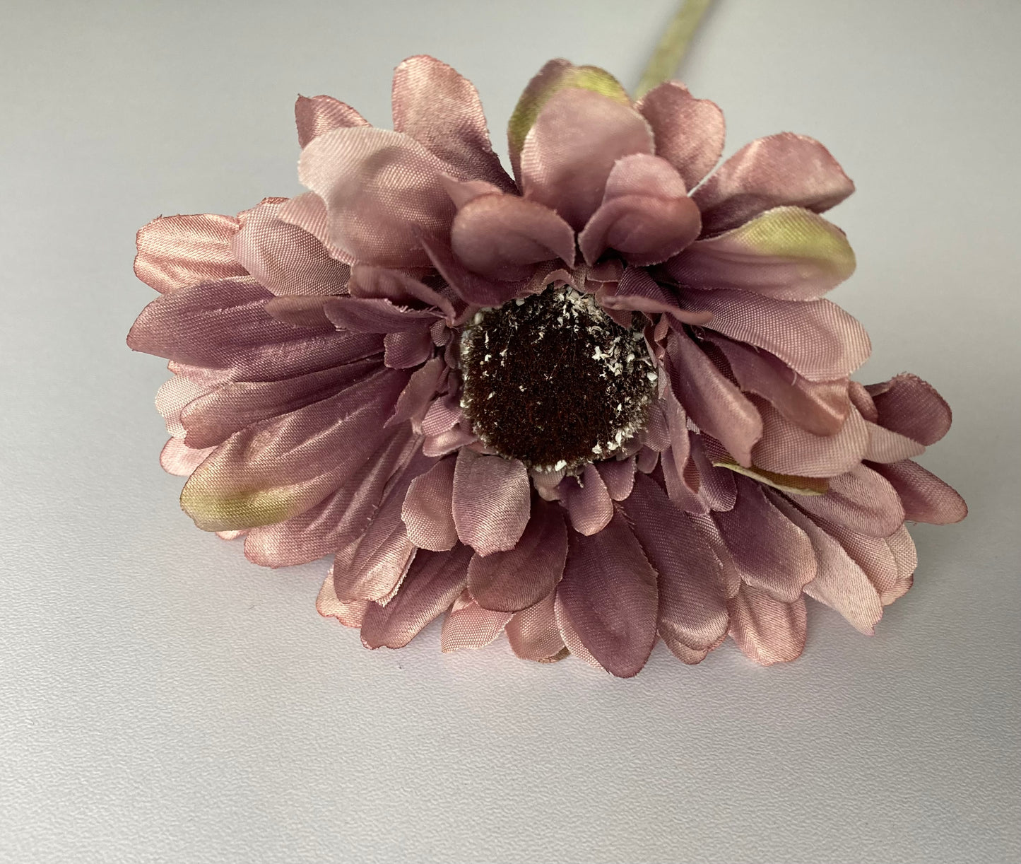 Mauve Gerbera