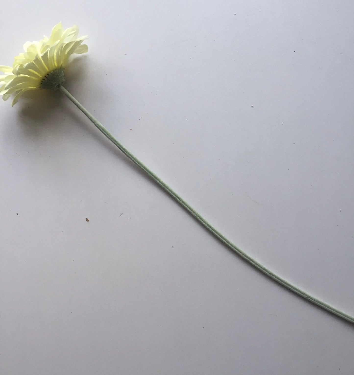 Cream Gerbera Single Stem