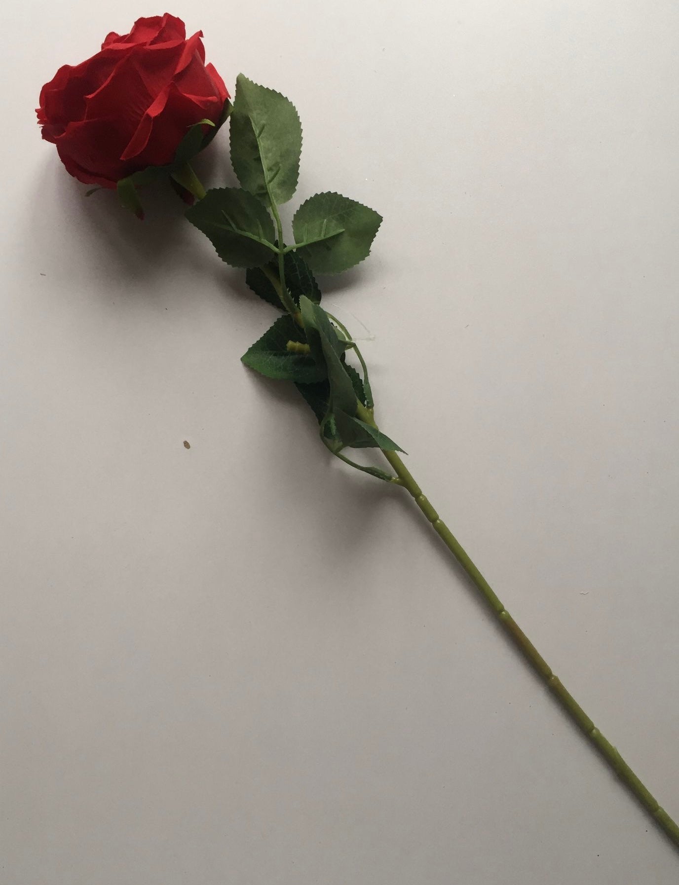 Red Single Open Rose