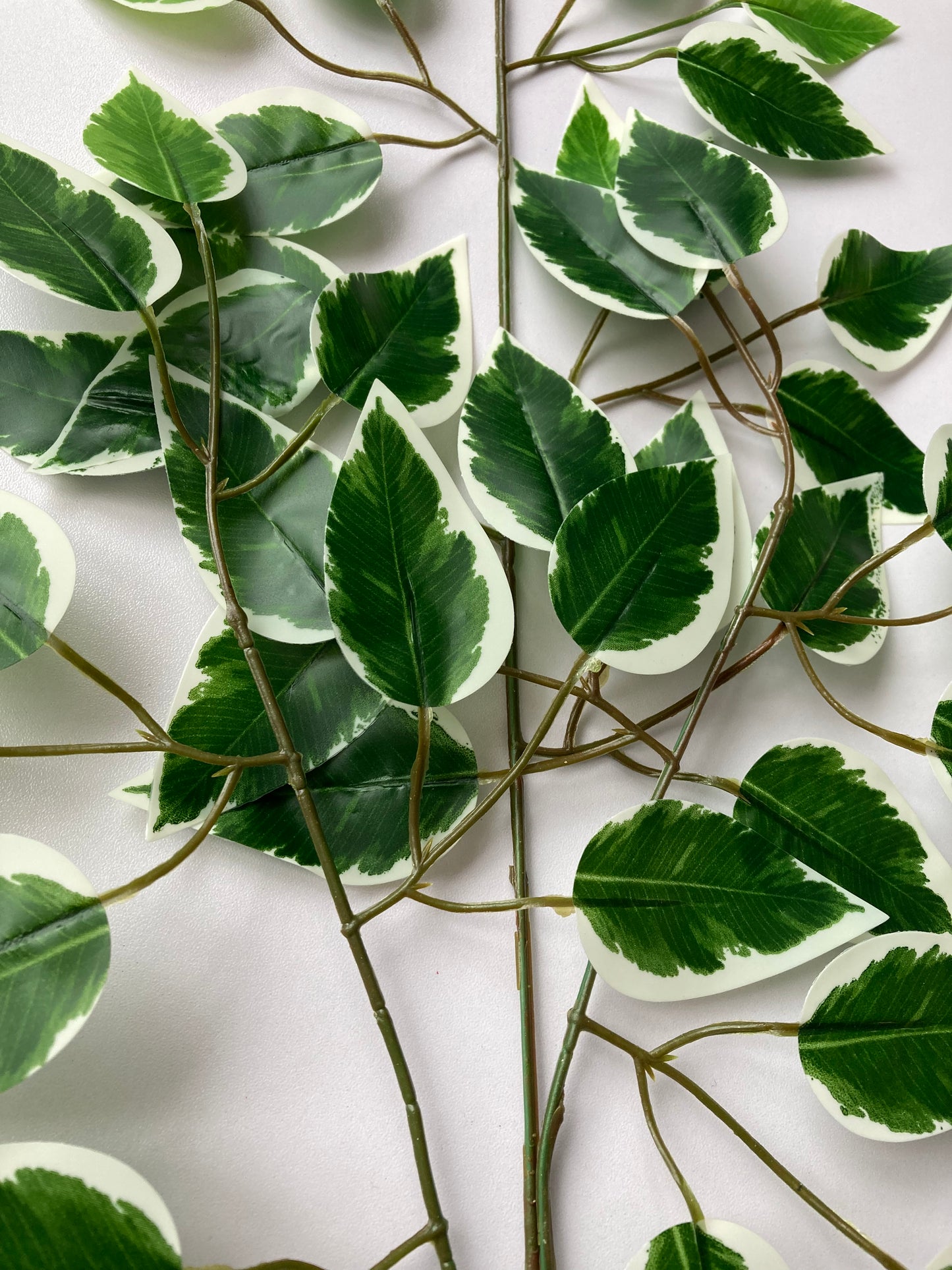 Variegated Ficus Leaves Spray