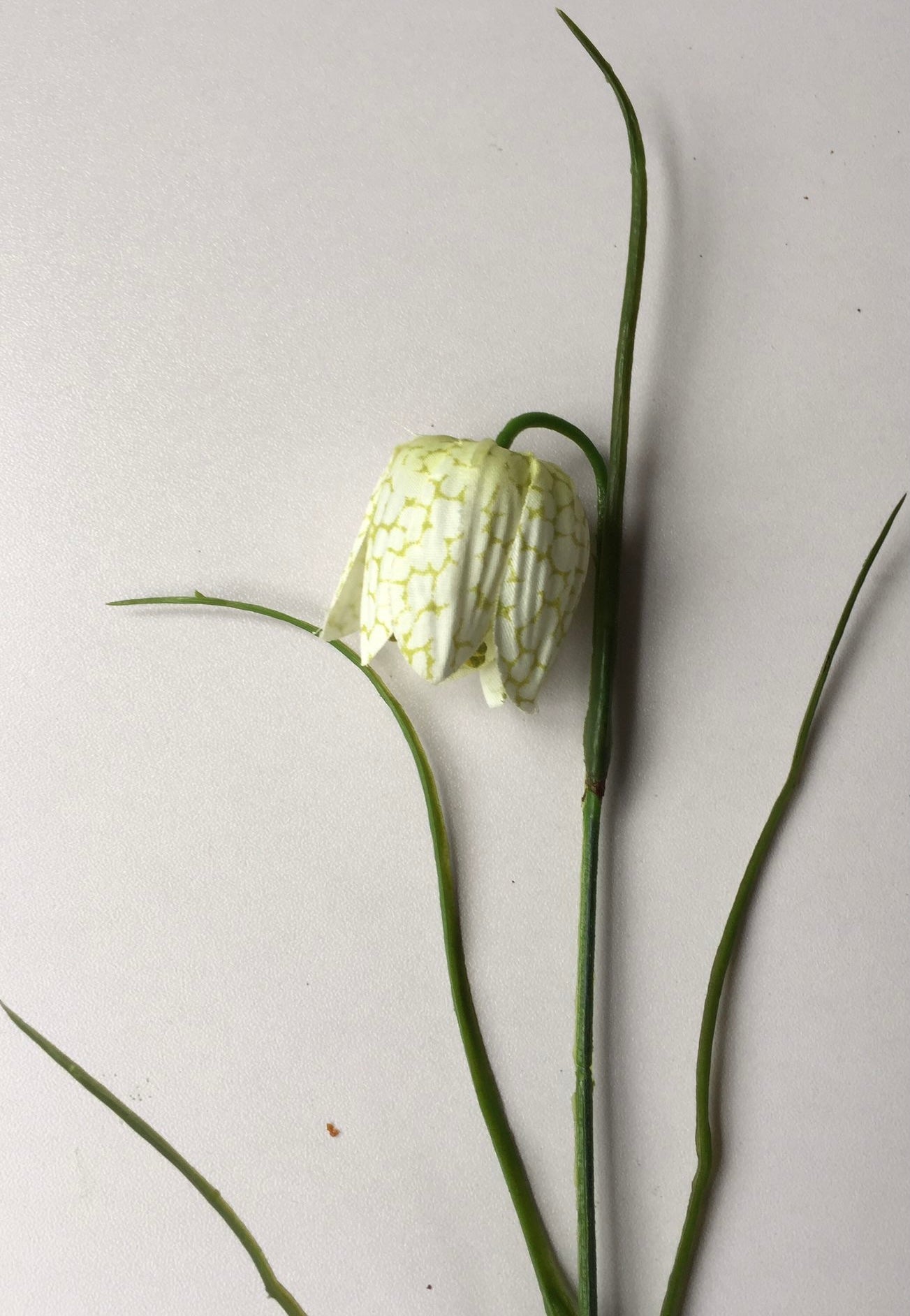 White Fritillaries Single Stem
