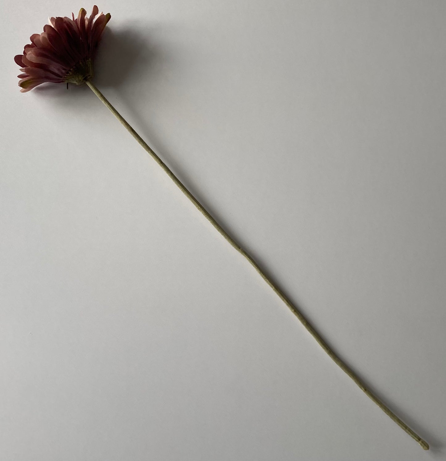 Mauve Gerbera