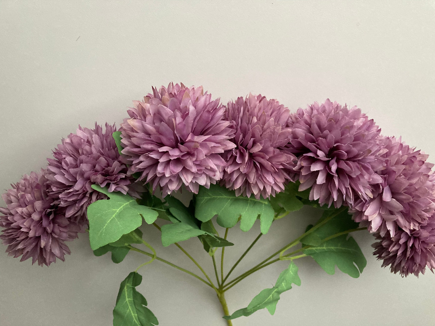 Purple Chrysanthemums Bunch