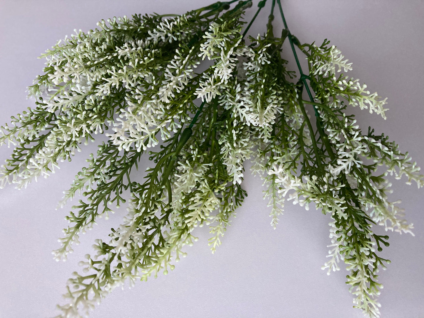 White Tipped Astilbe Bunch