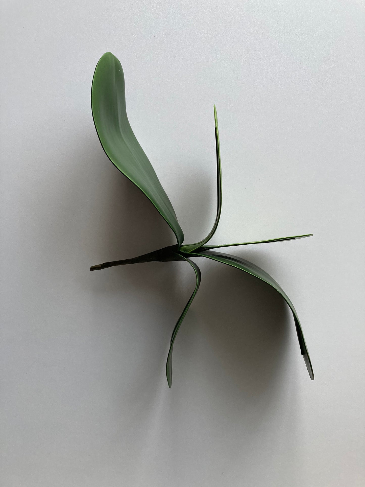 Small Orchid Leaf Bunch